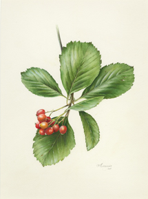 Рябина кавказская / Sorbus caucasica Zinserl Рябина кавказская / Sorbus caucasica Zinserl