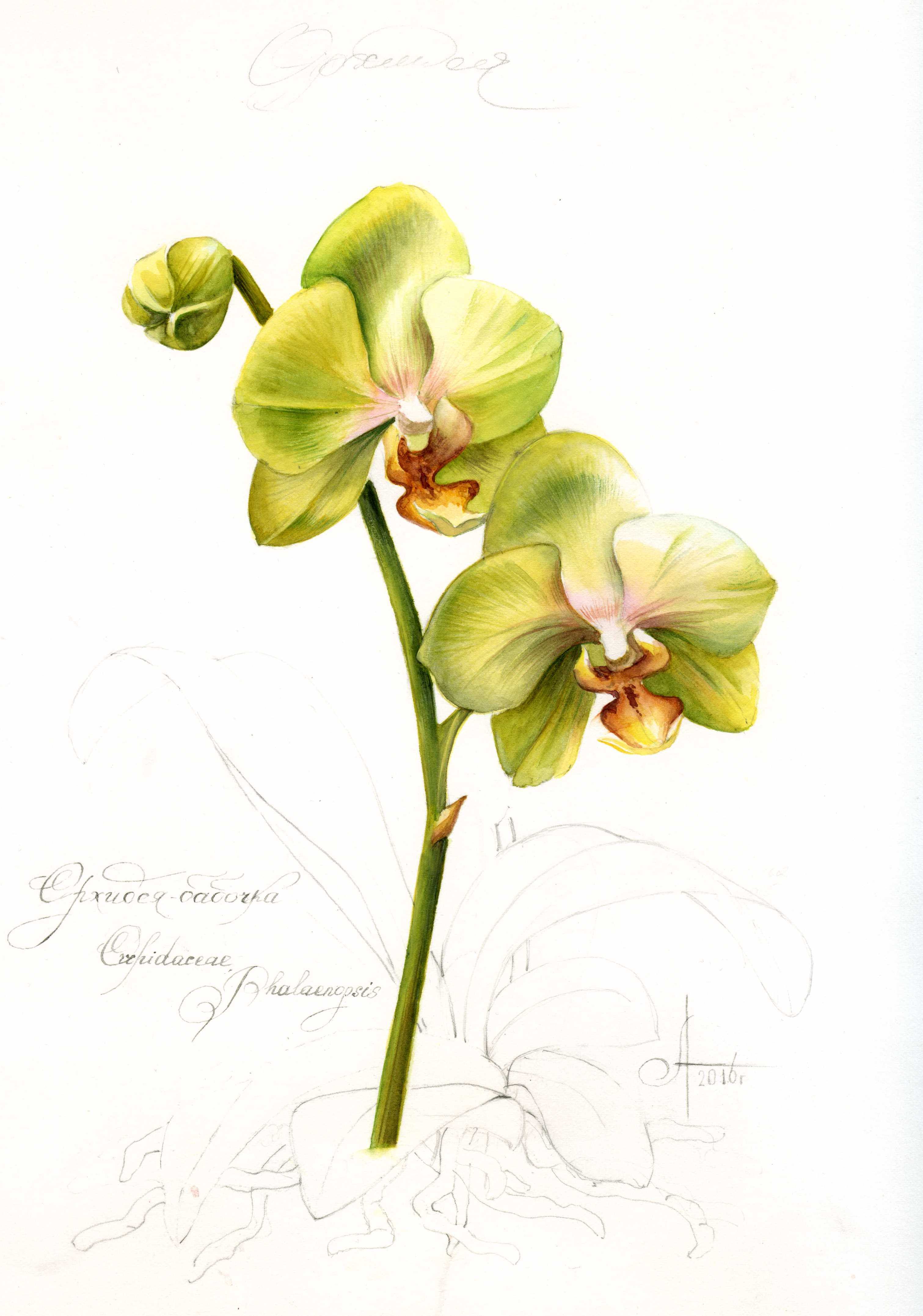 Орхидея фаленопсис / Phalaenopsis