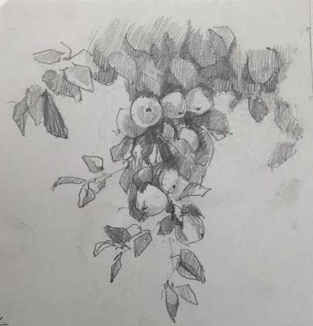 Яблоки