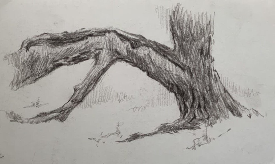 Дерево