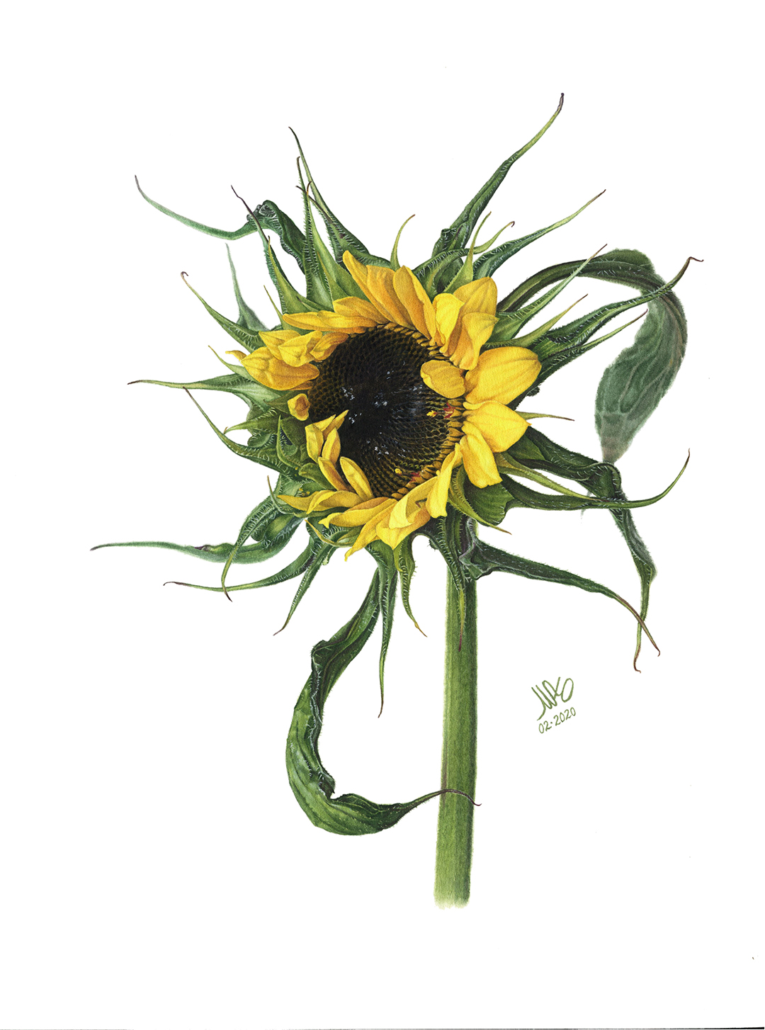 Подсолнечник однолетний / Heliathus annuus Подсолнечник однолетний / Heliathus annuus
