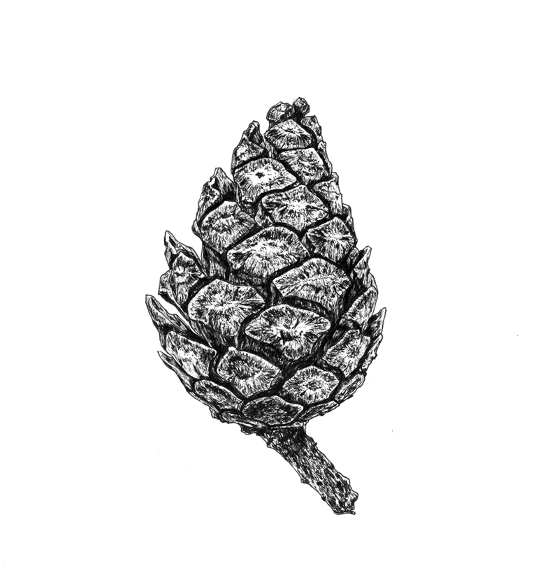 Шишка сосны пицундской (Pinus pityusa) Шишка сосны пицундской (Pinus pityusa)