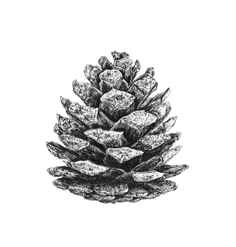 Шишка сосны пицундской (Pinus pityusa) Шишка сосны пицундской (Pinus pityusa)