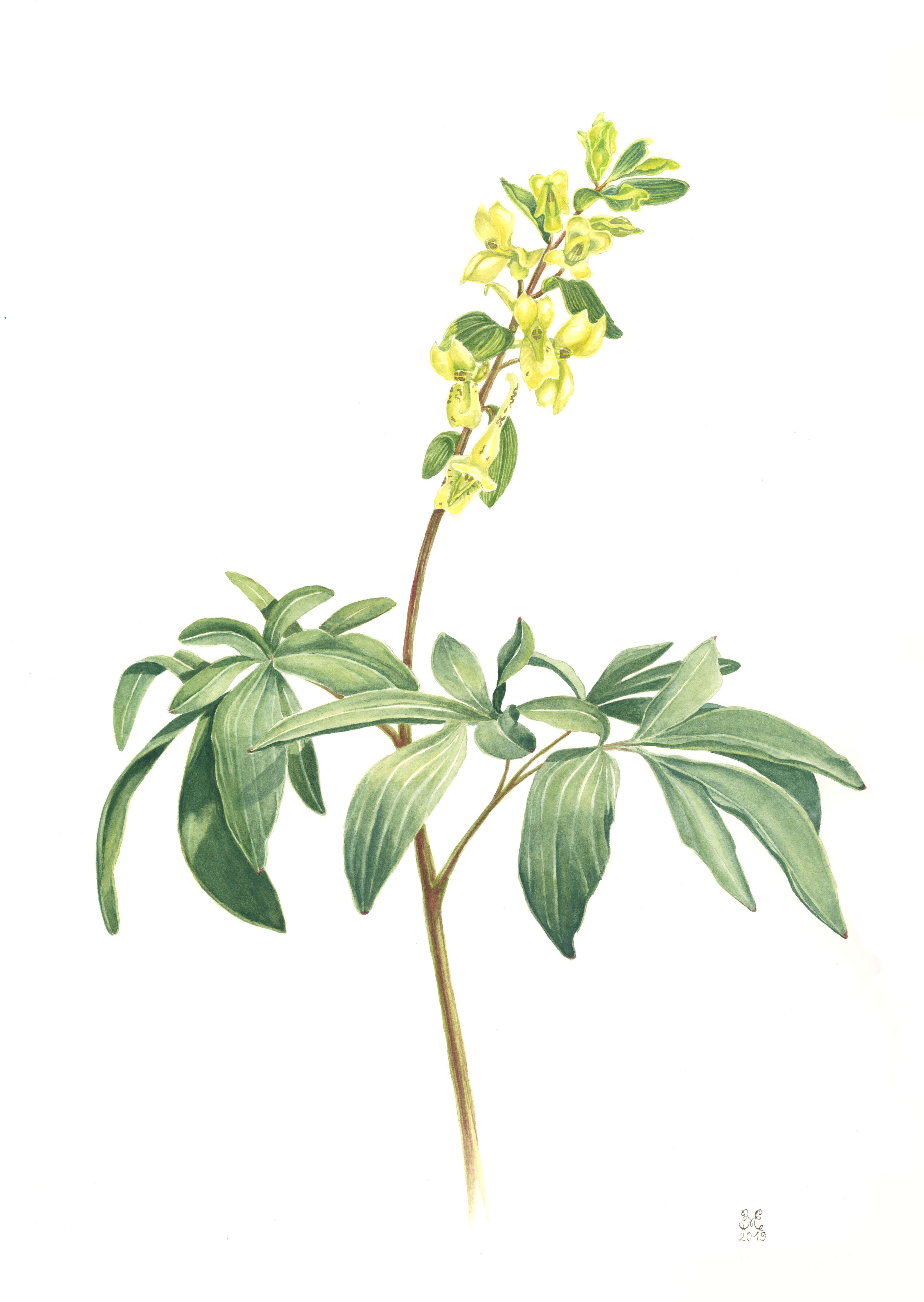Хохлатка Маршалла (Corydalis marschalliana) Хохлатка Маршалла (Corydalis marschalliana)
