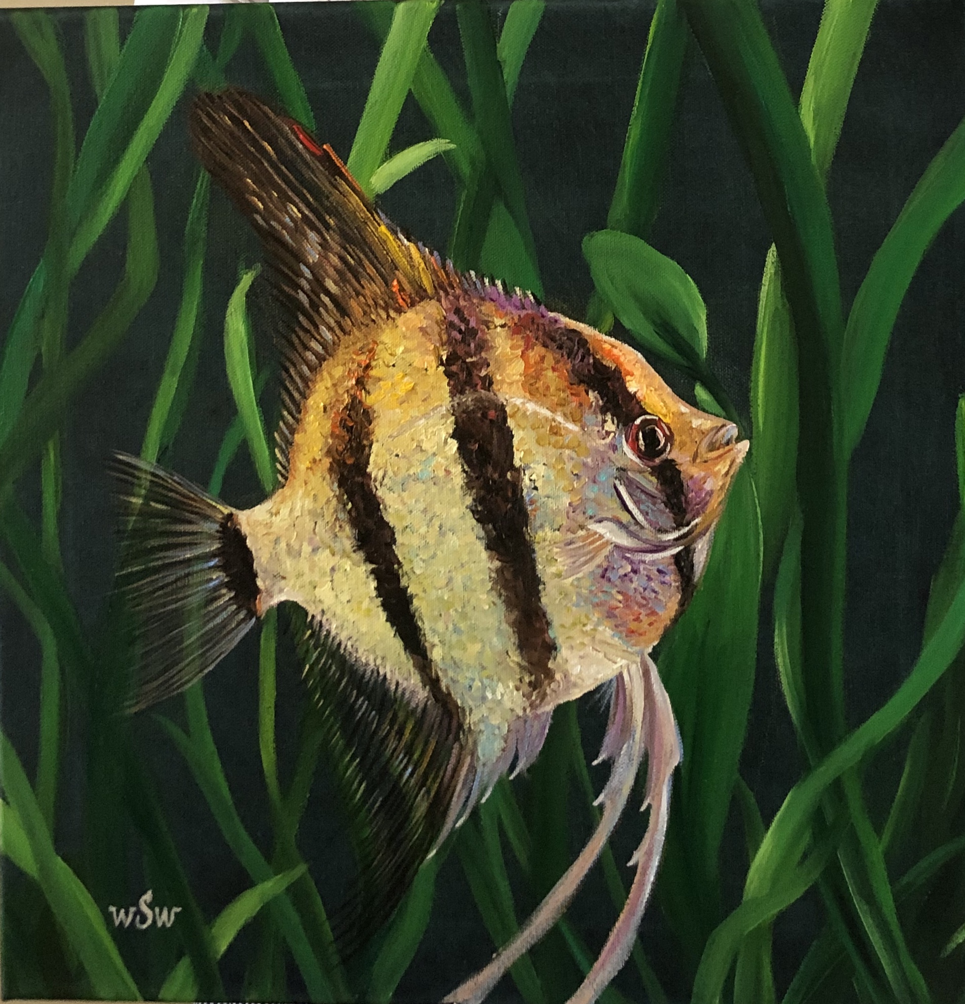 Angelfish. Морская дива.