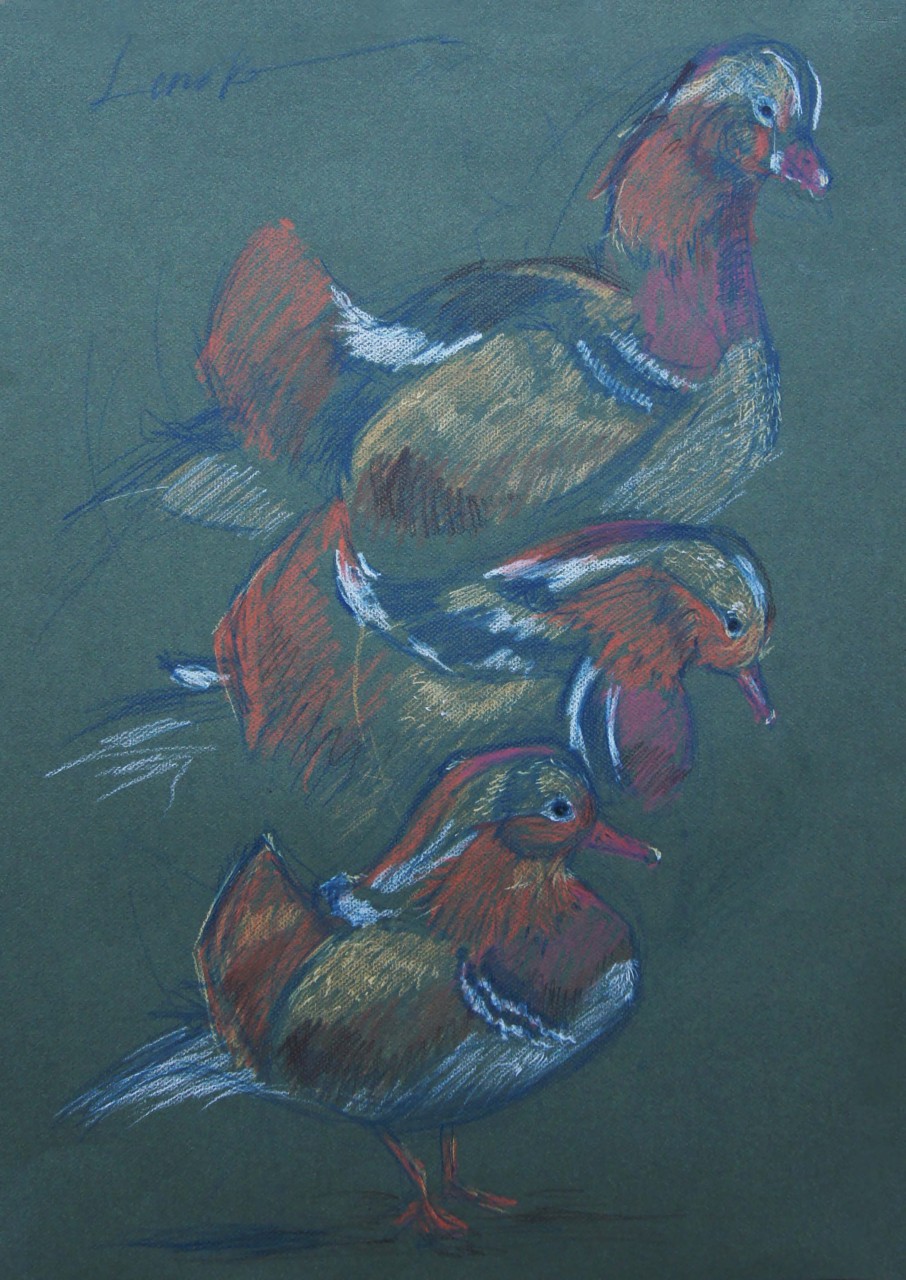 Aix galericulata (Мандаринки)