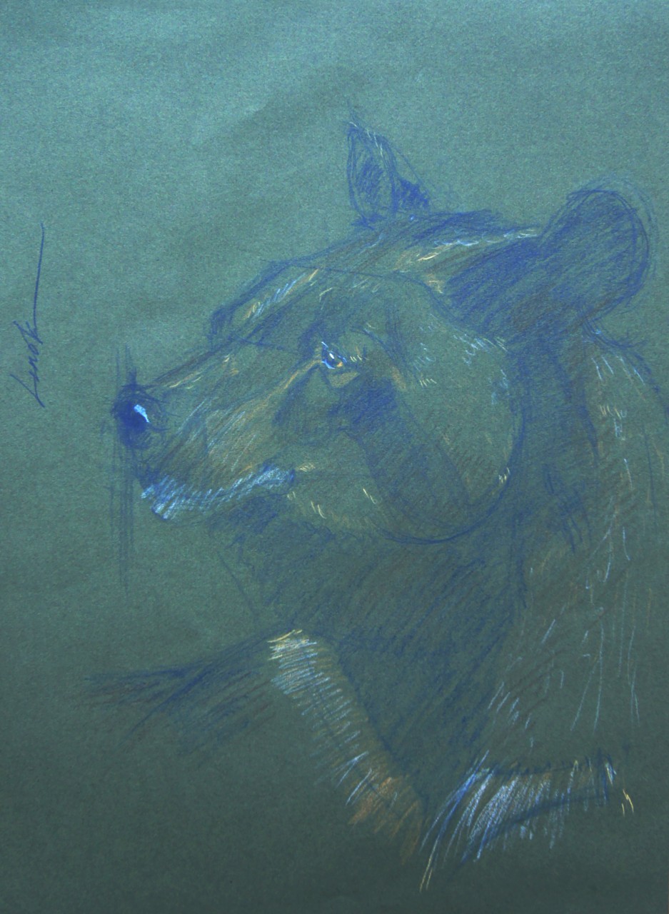 Ursus thibetanus (Чёрный гималайский медведь) 