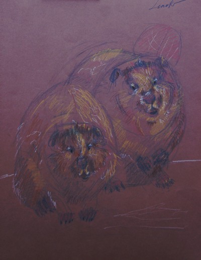 Castor fiber (Евразийский бобр)