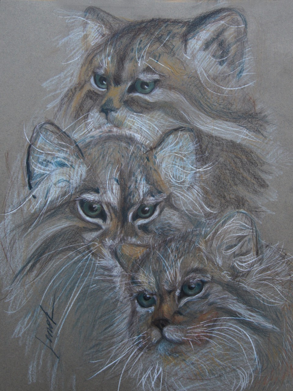 Otocolobus manul (Манулы) 