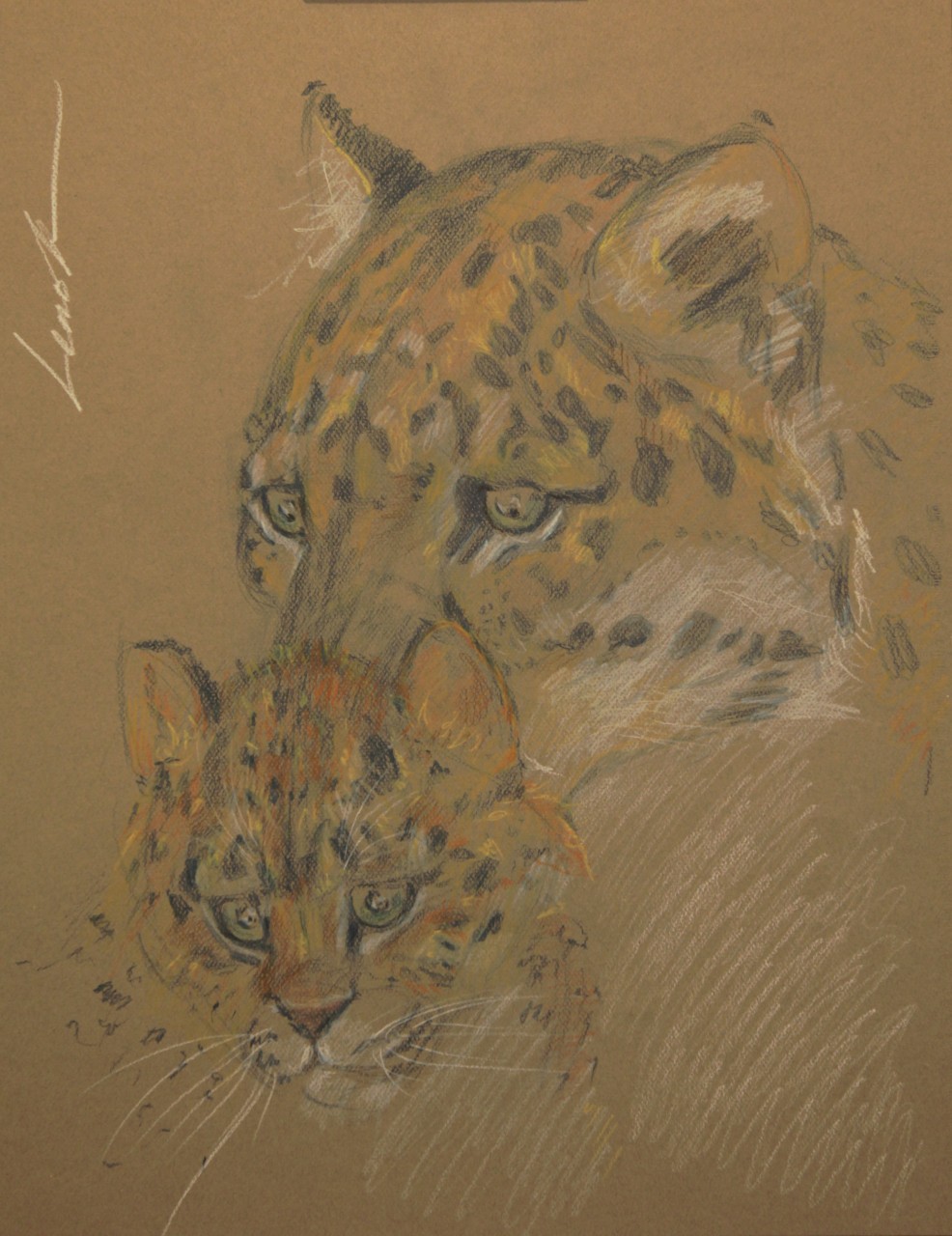 Panthera pardus orientalis (Дальневосточный (амурский) леопард)