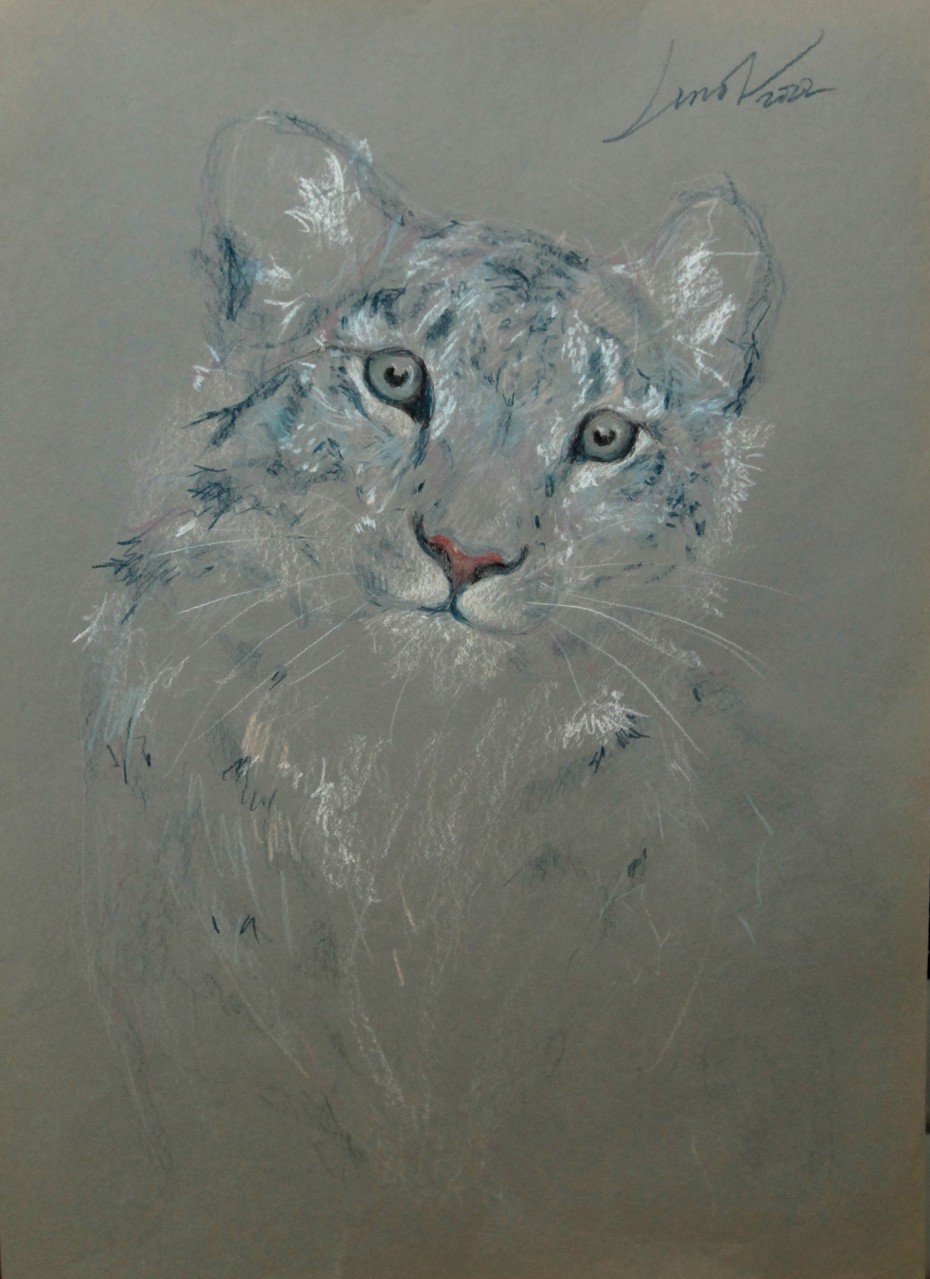 Panthera uncia (Ирбис, или Снежный барс)