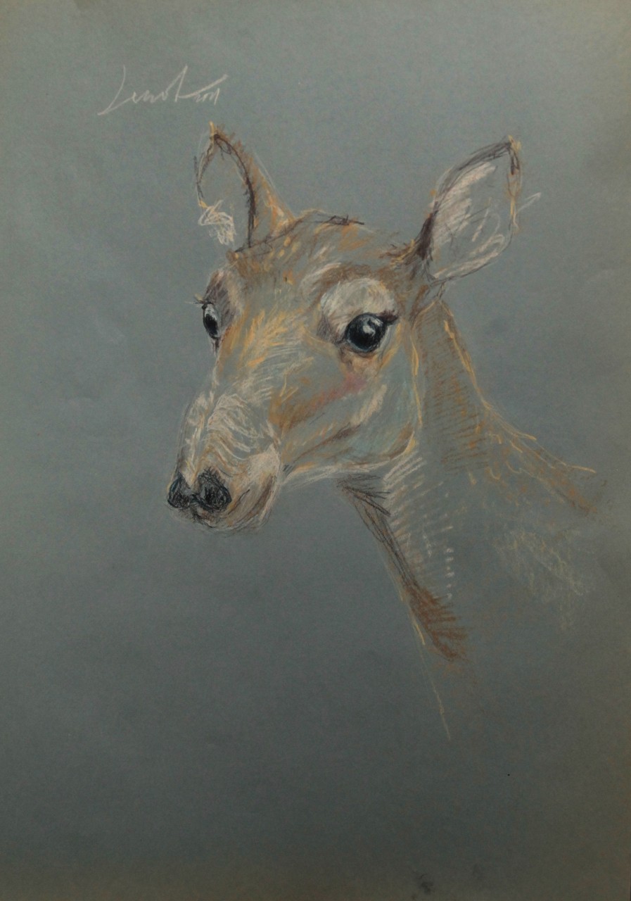 Saiga tatarica (Сайга)