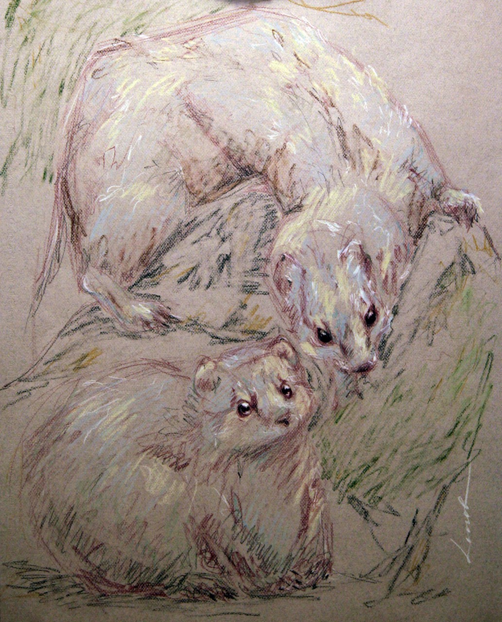 Mustela nivalis (Обыкновенная ласка) 