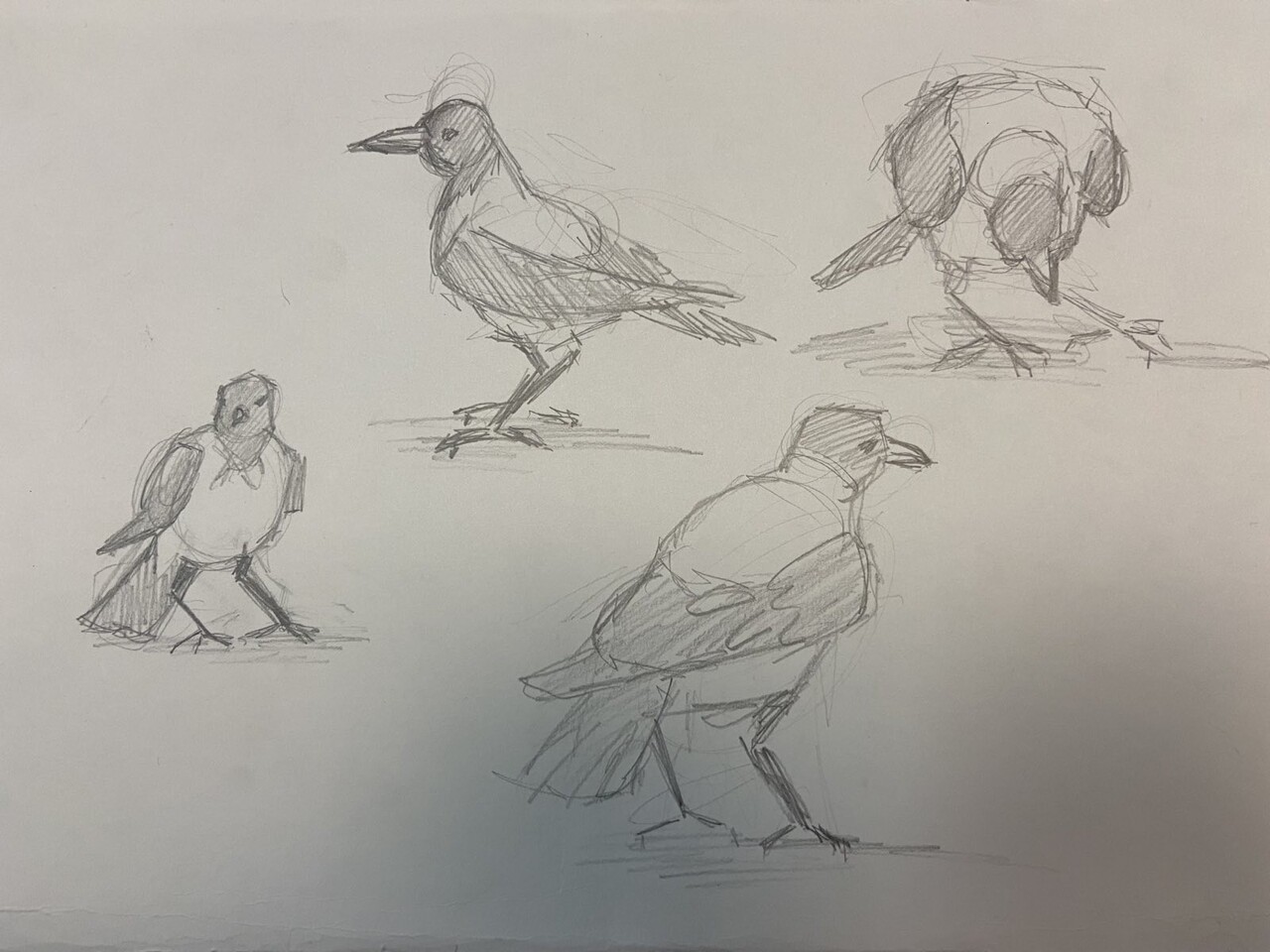 Графические и живописные зарисовки птиц