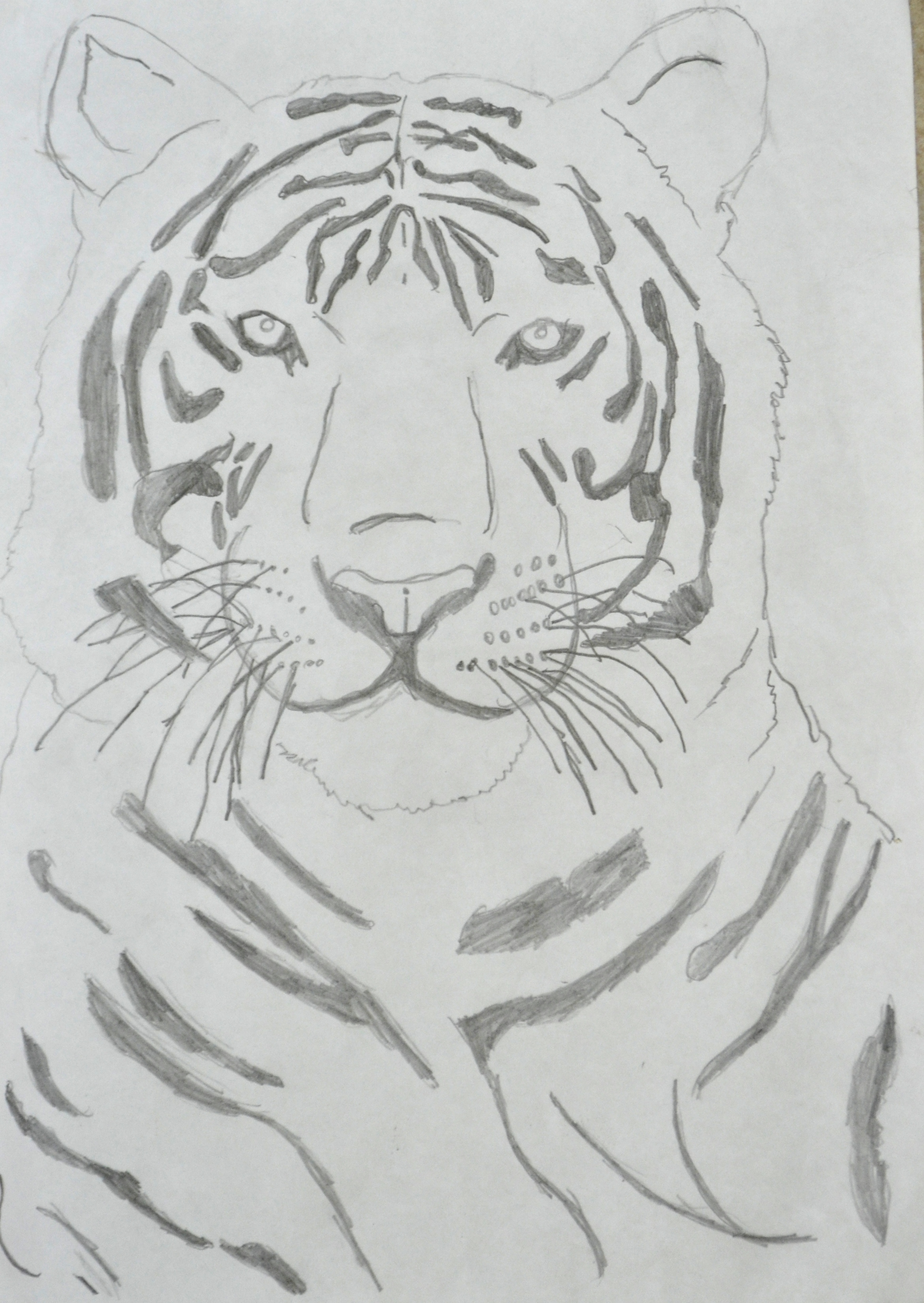 Тигр карандашом для детей