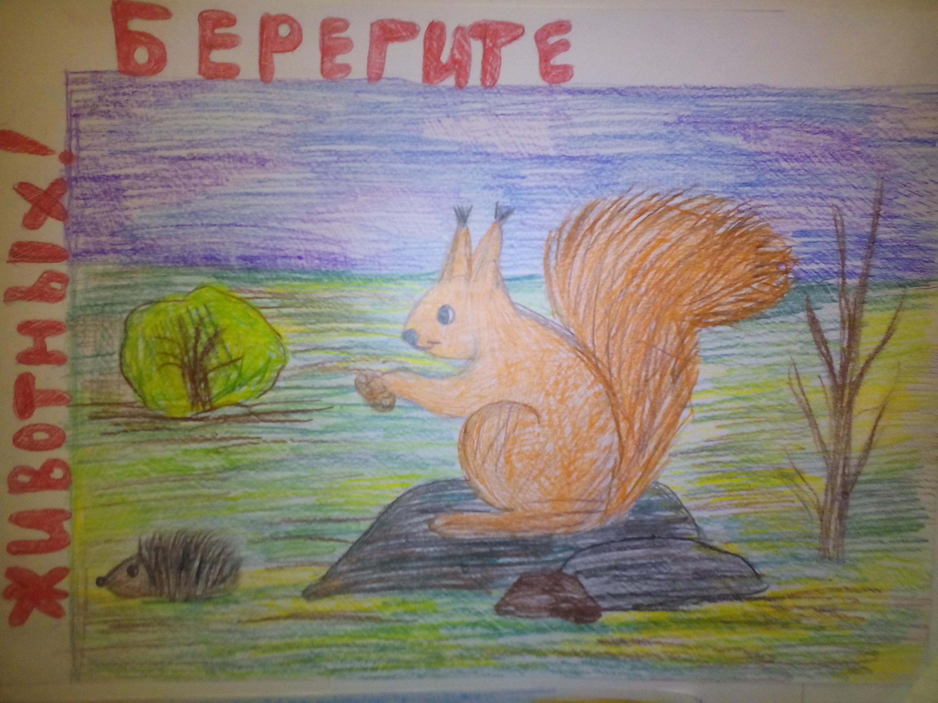 сибирская белка
