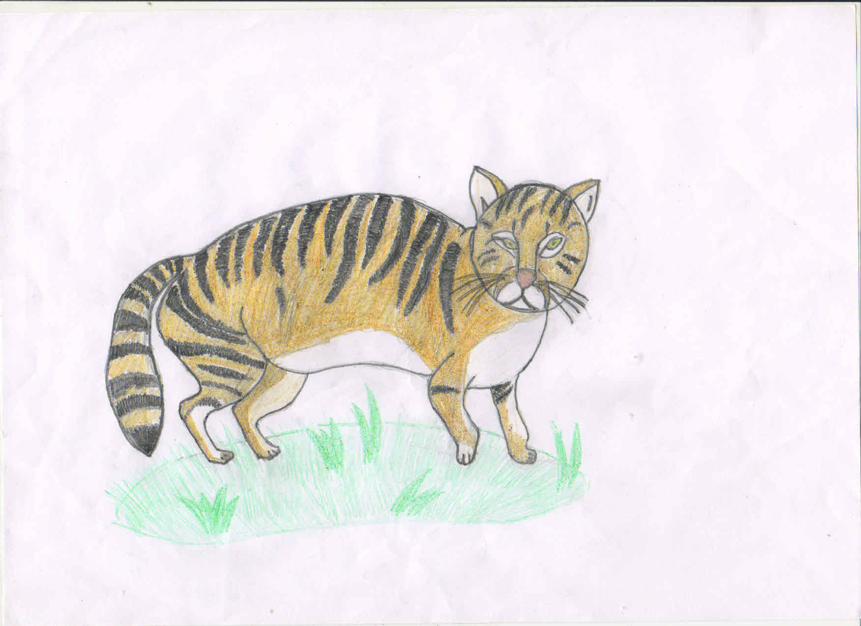Кавказская лесная кошка