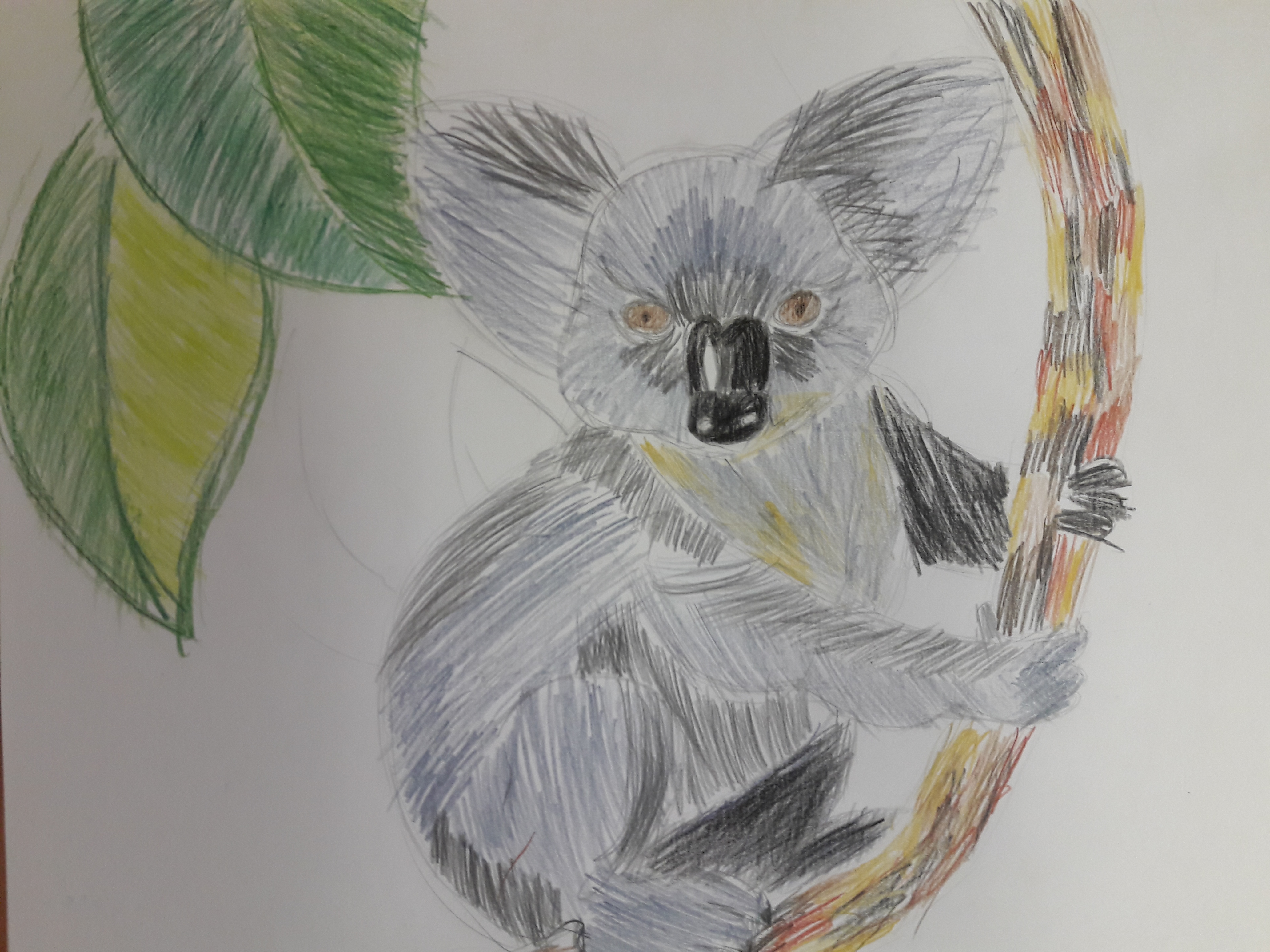 Коала
