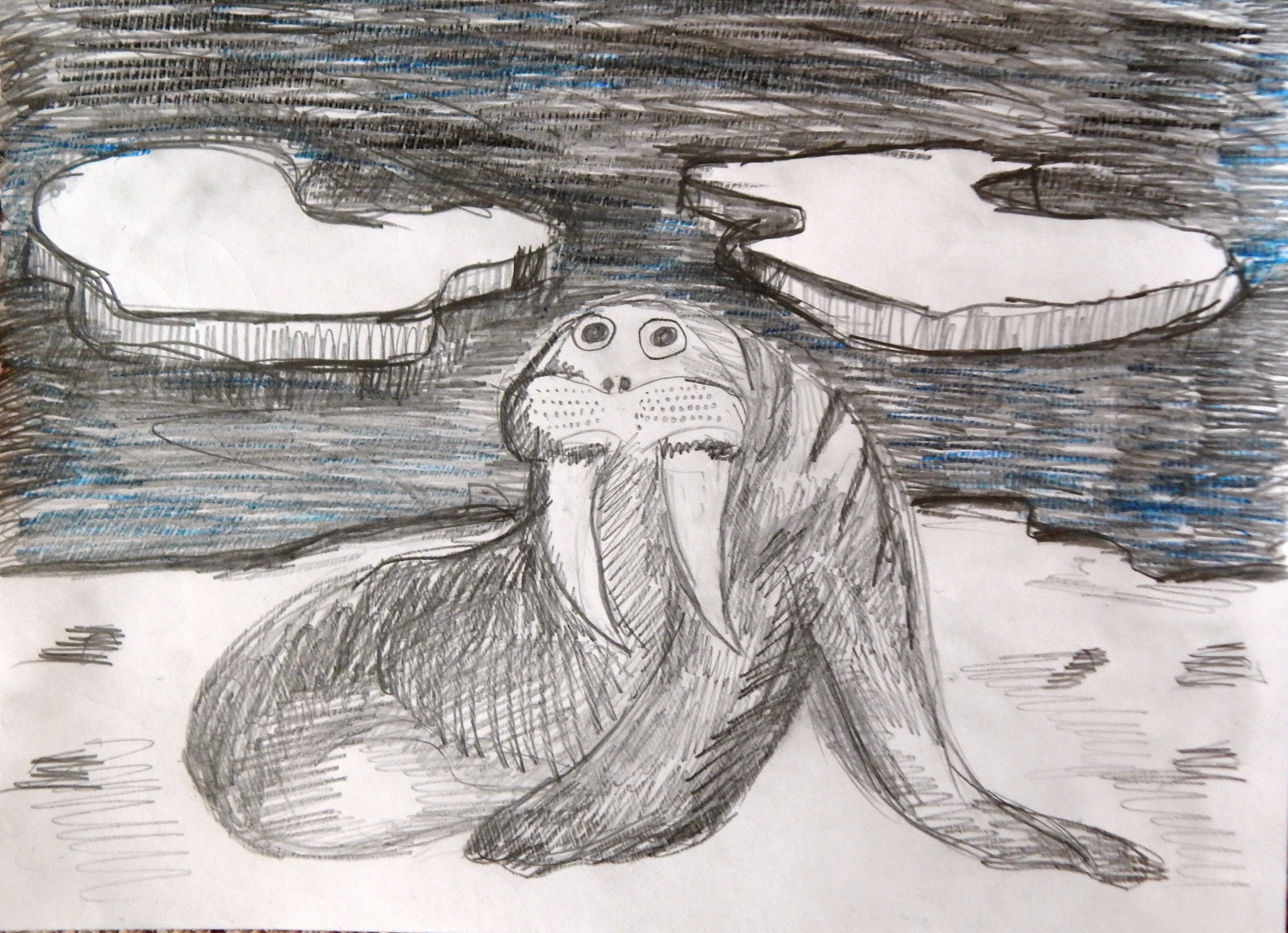 Морж