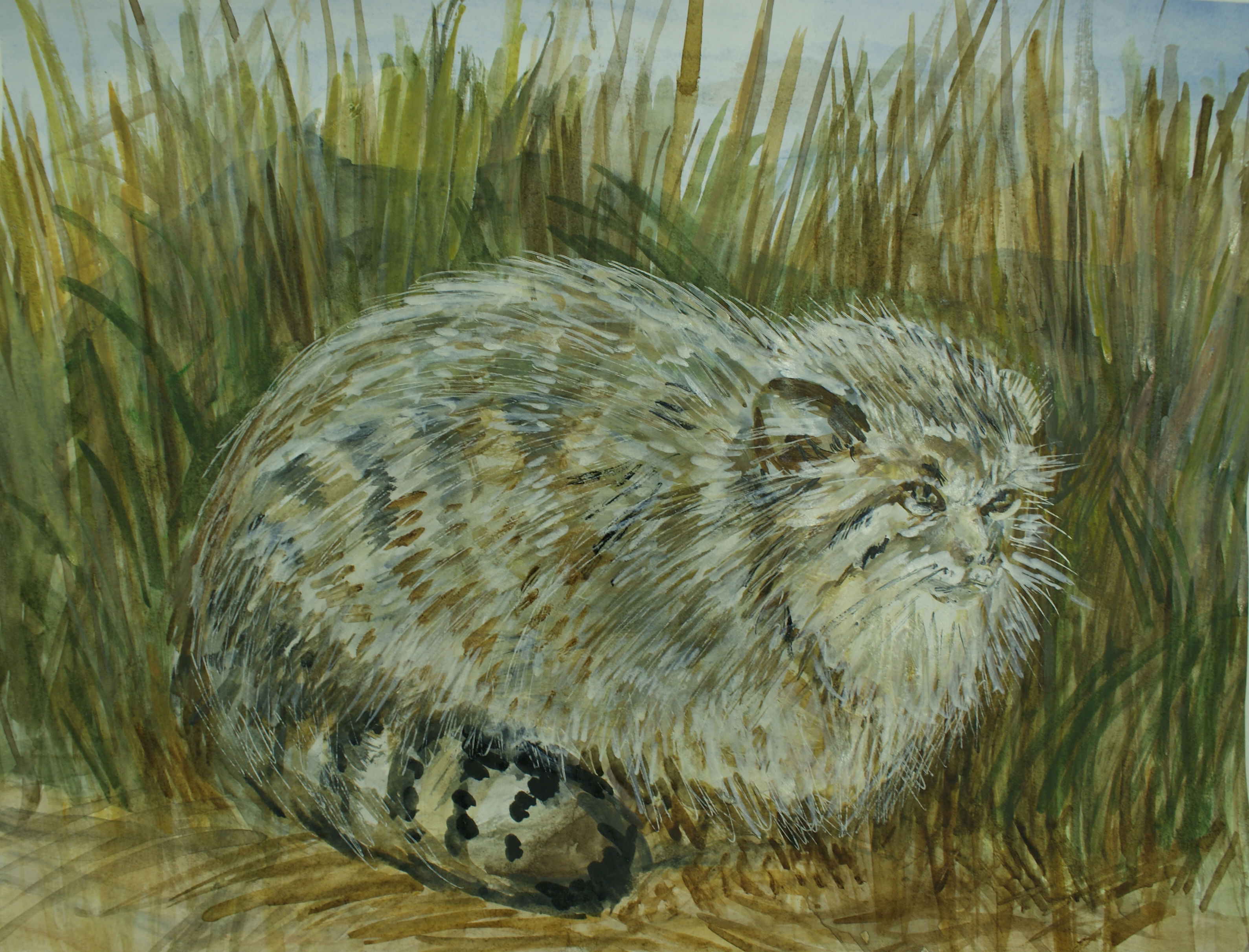 "Манул"