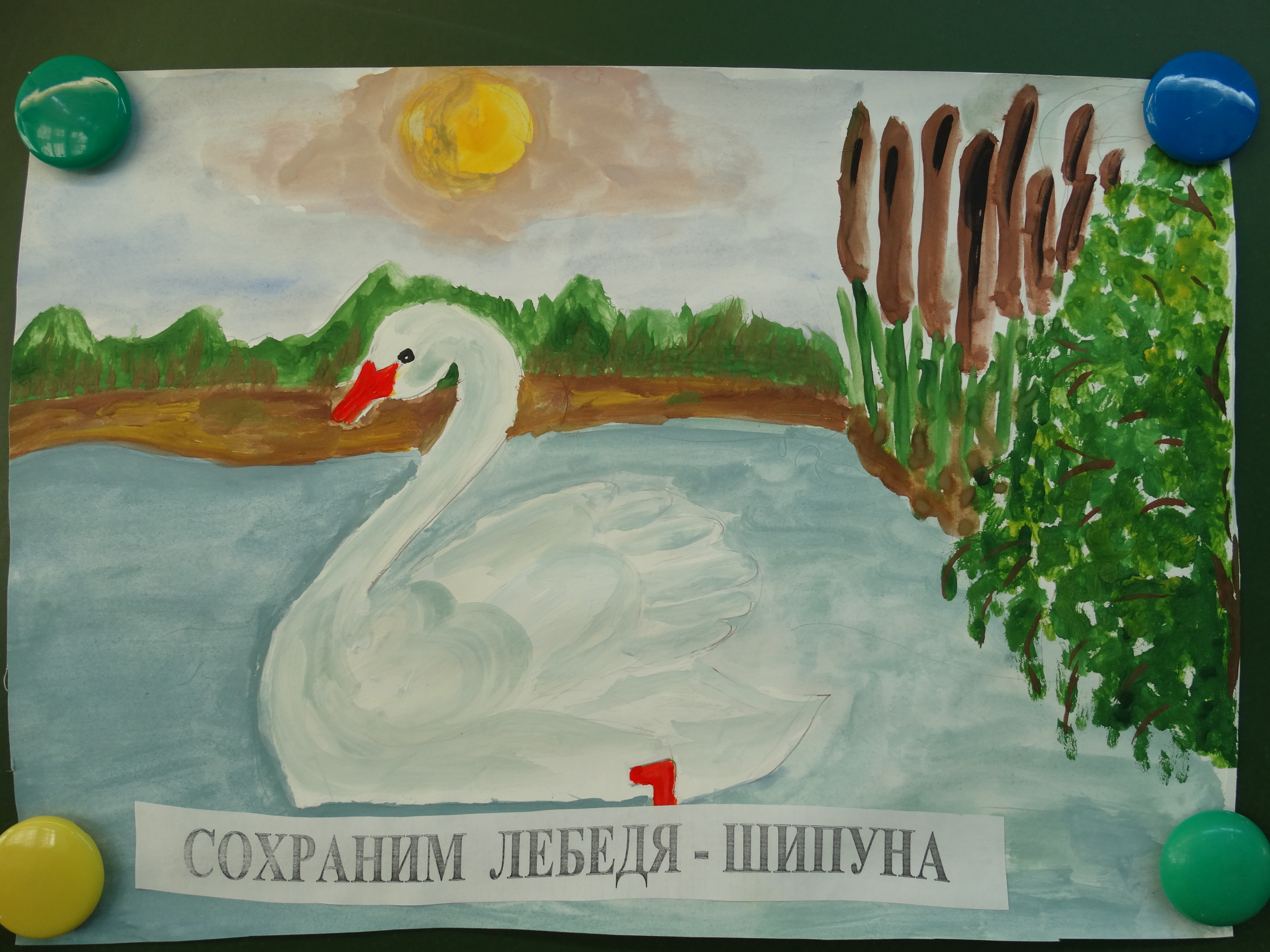 рисунка «Сохраним Лебедя – шипуна».