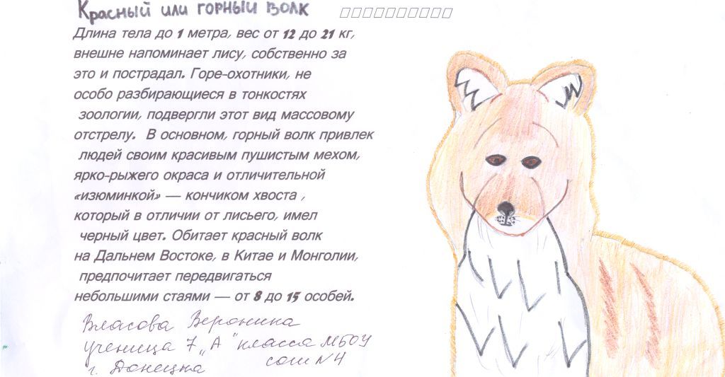 Красный волк Красный волк