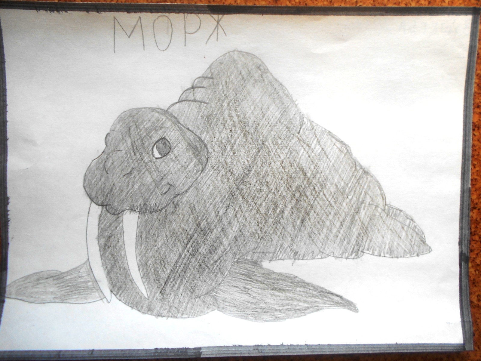 Морж Морж