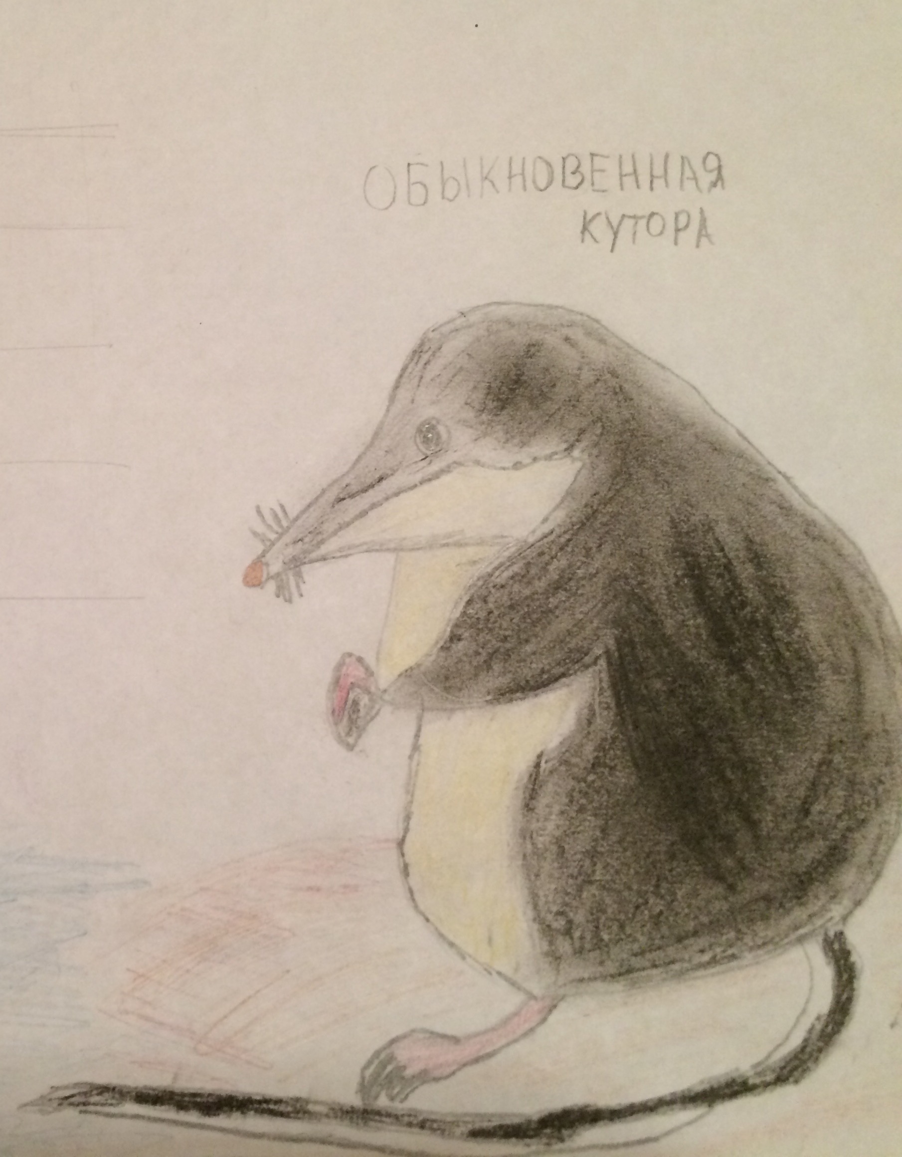 Обыкновенный кутора