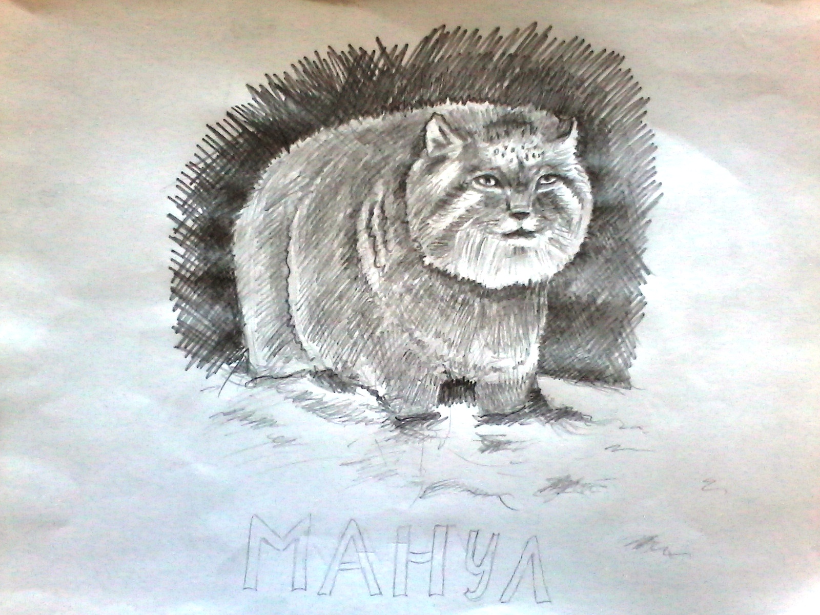 Дикий кот манул Дикий кот манул