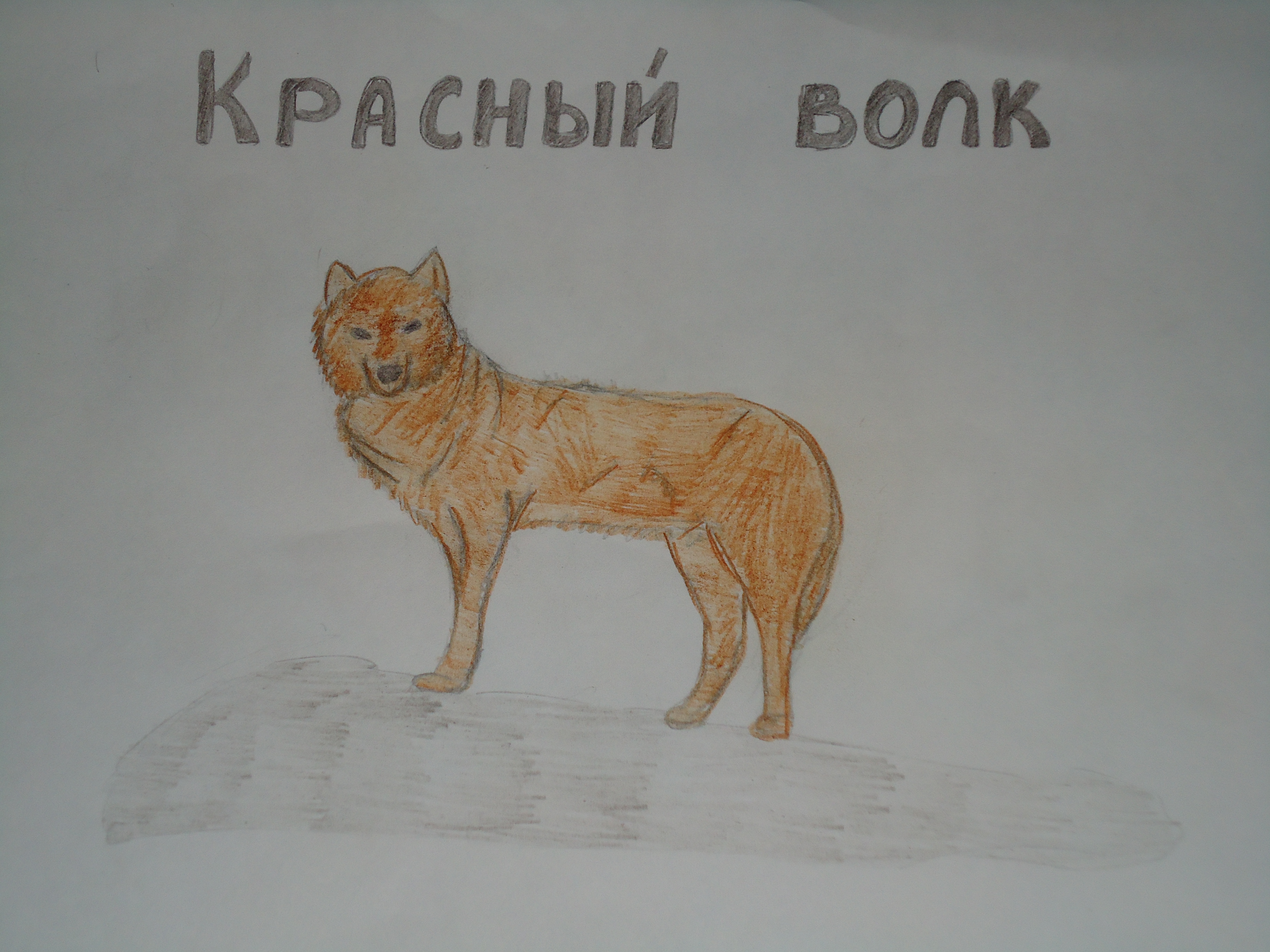 Красный волк Красный волк