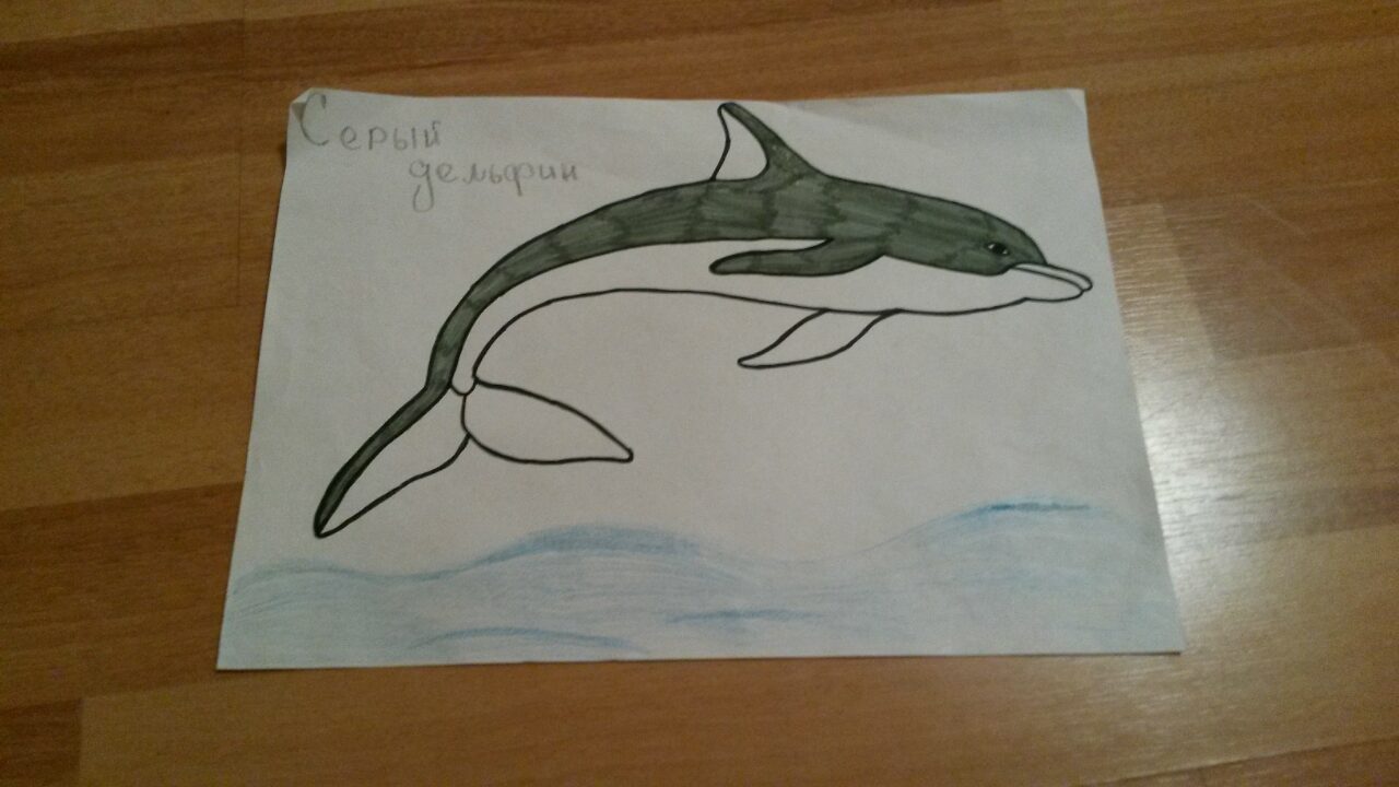 Серый дельфин Серый дельфин
