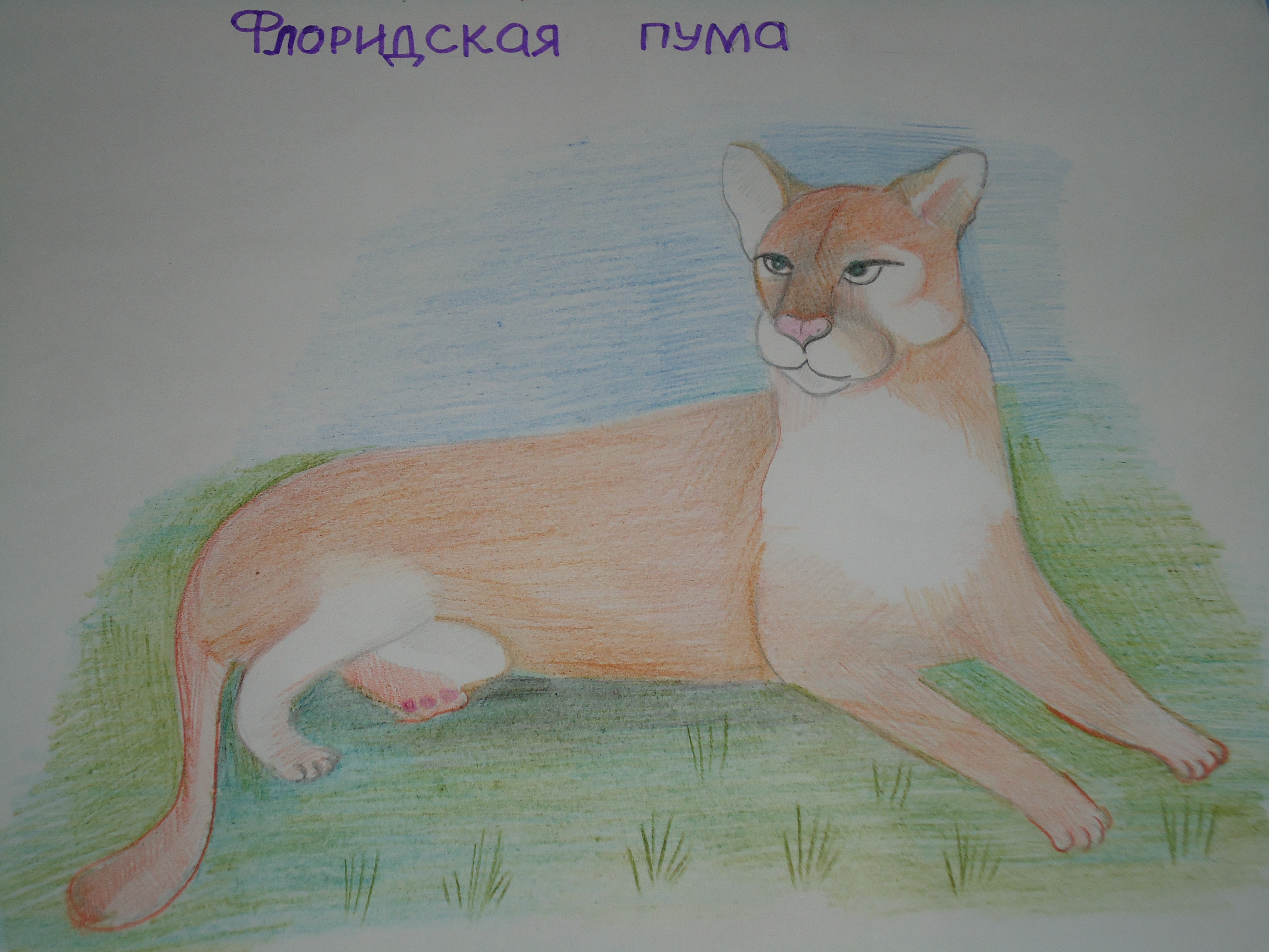 Флоридская пума