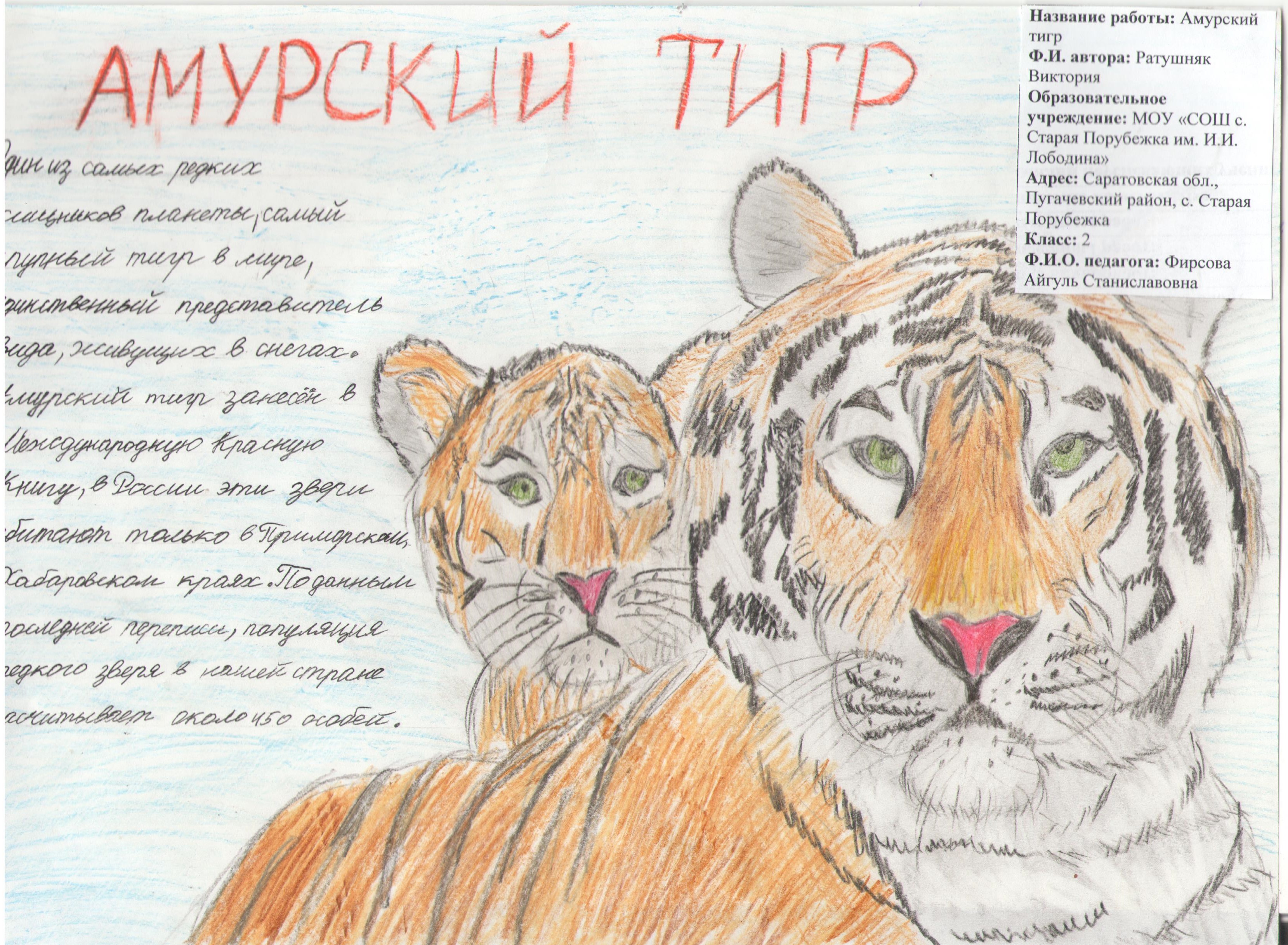 Амурский тигр Амурский тигр