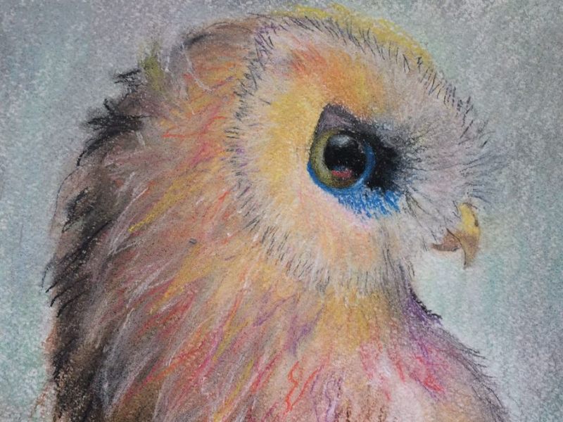 Боло́тная сова́ (лат. Asio flammeus)