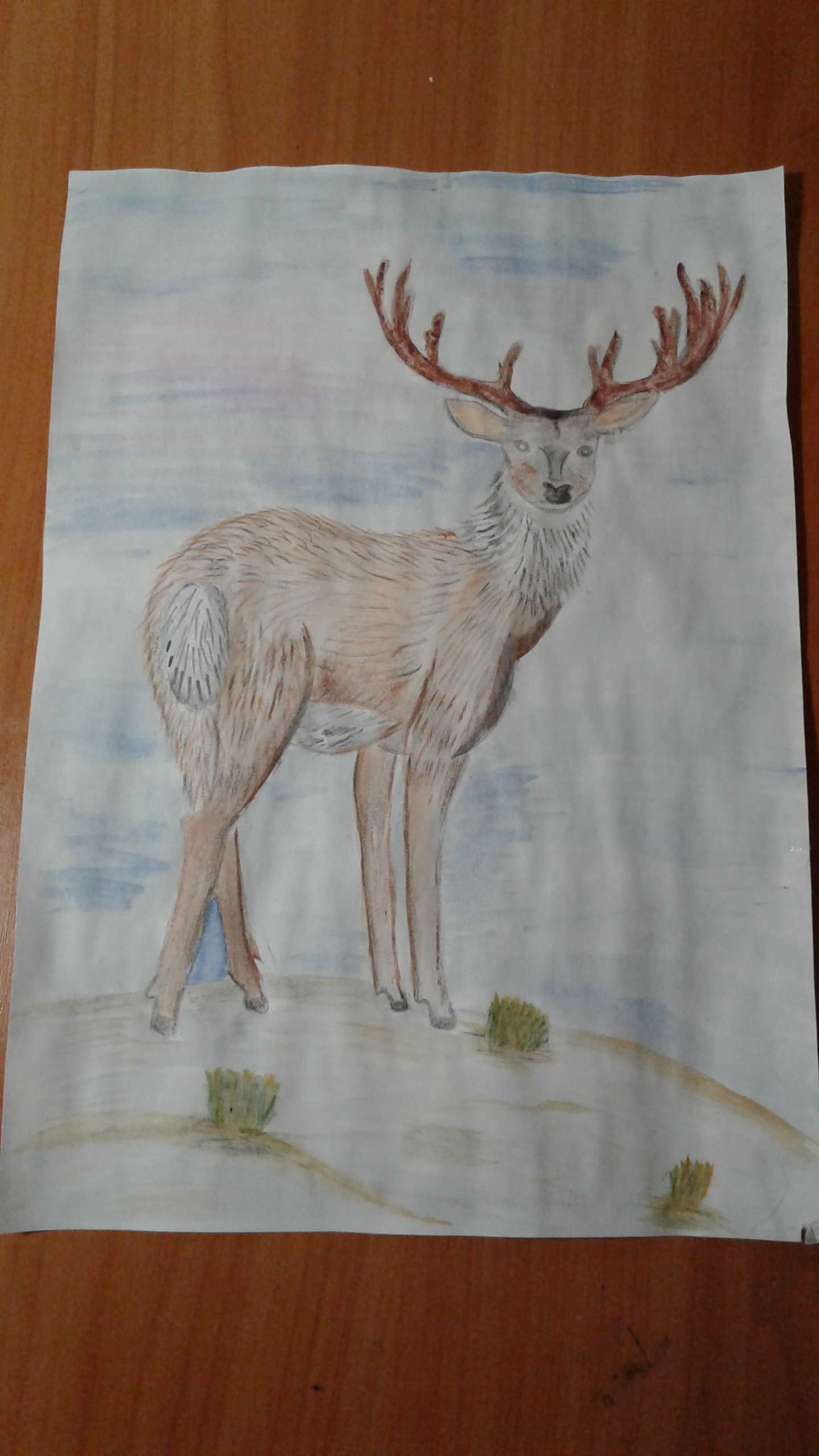 Северный олень ( лат. Rangifer tarandus)