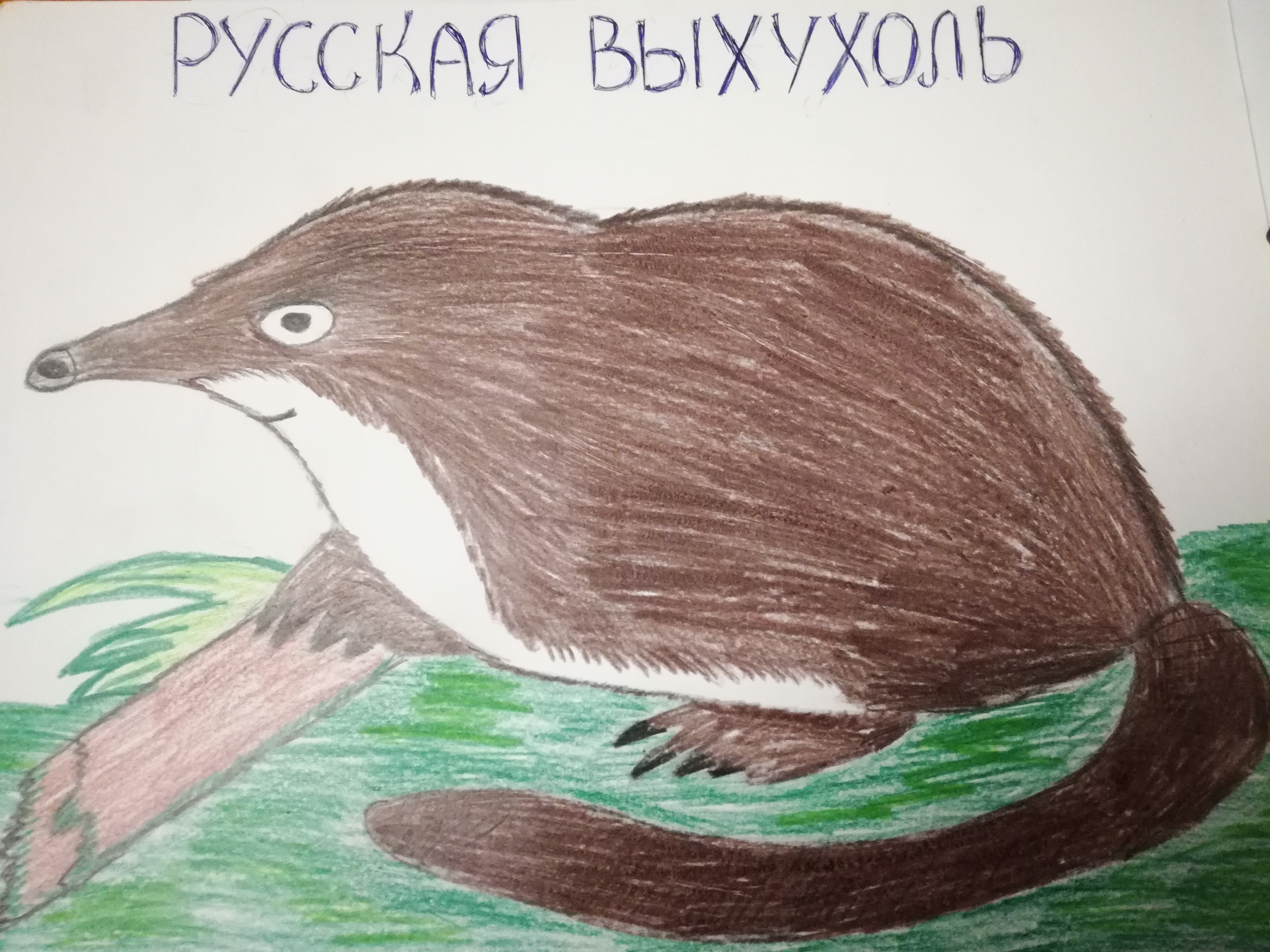 Русская выхухоль Русская выхухоль