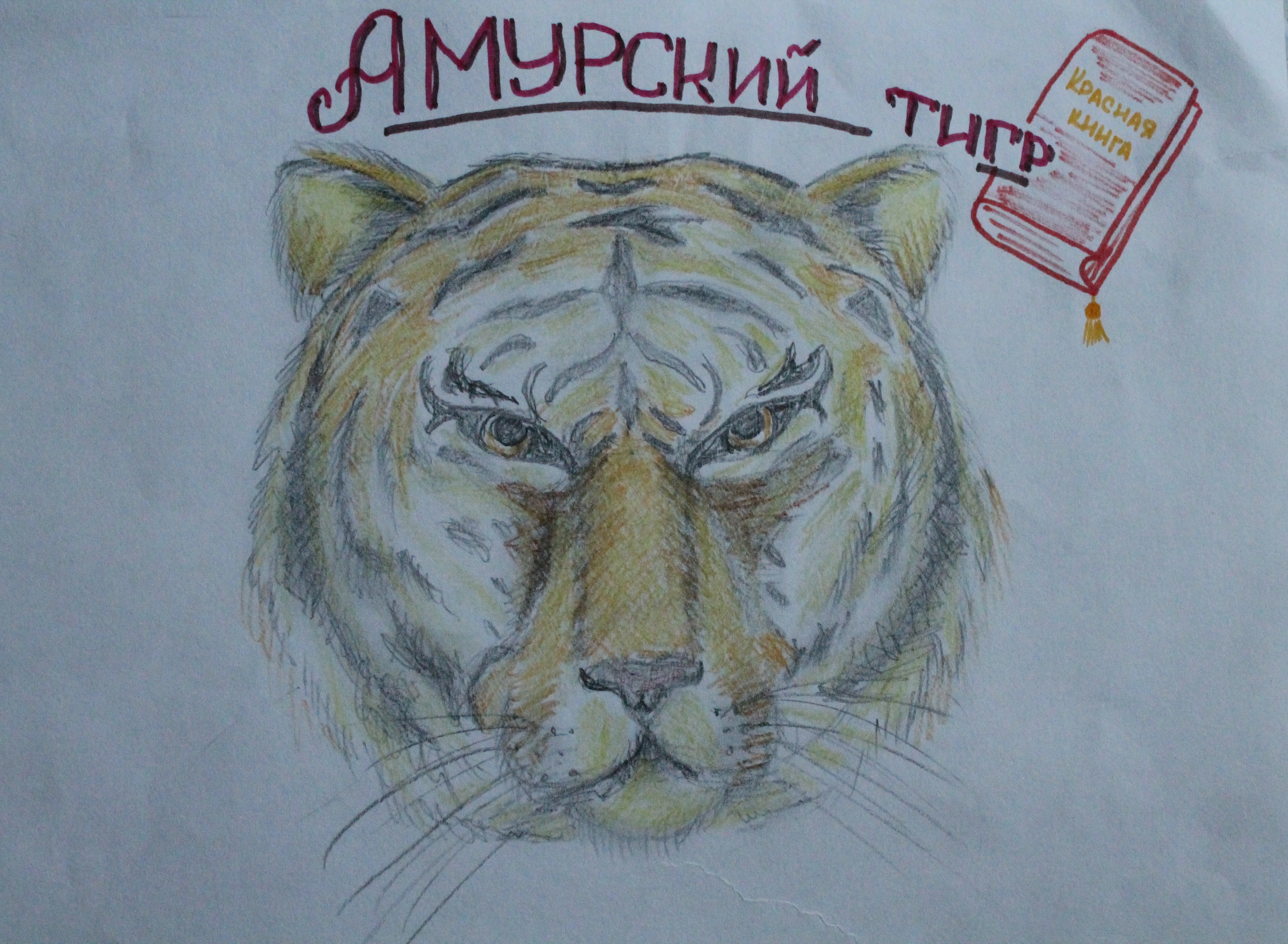животные Красной книги "Амурский тирг" животные Красной книги "Амурский тирг"