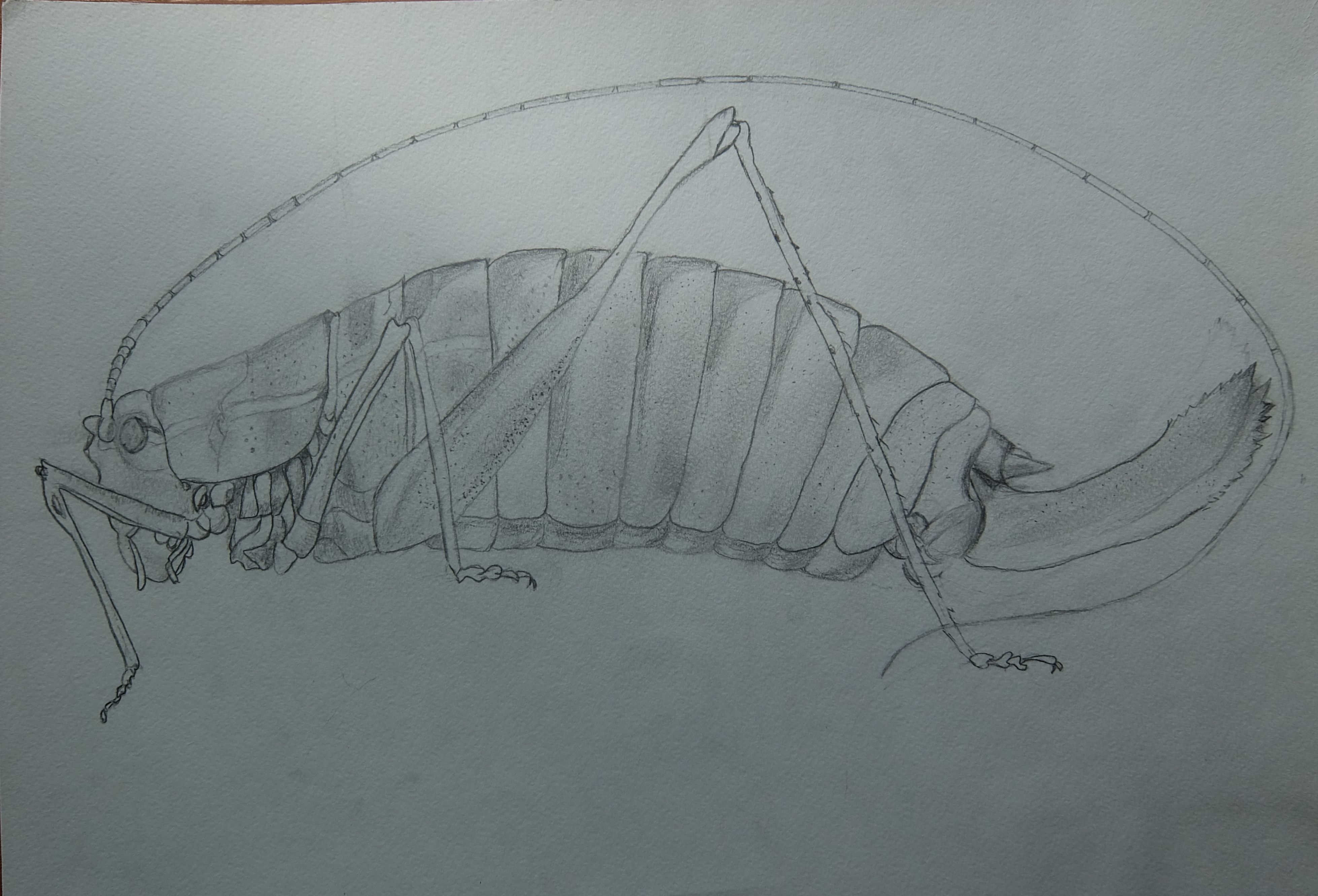 Пилохвост восточный – Poecilimon intermedius Пилохвост восточный – Poecilimon intermedius