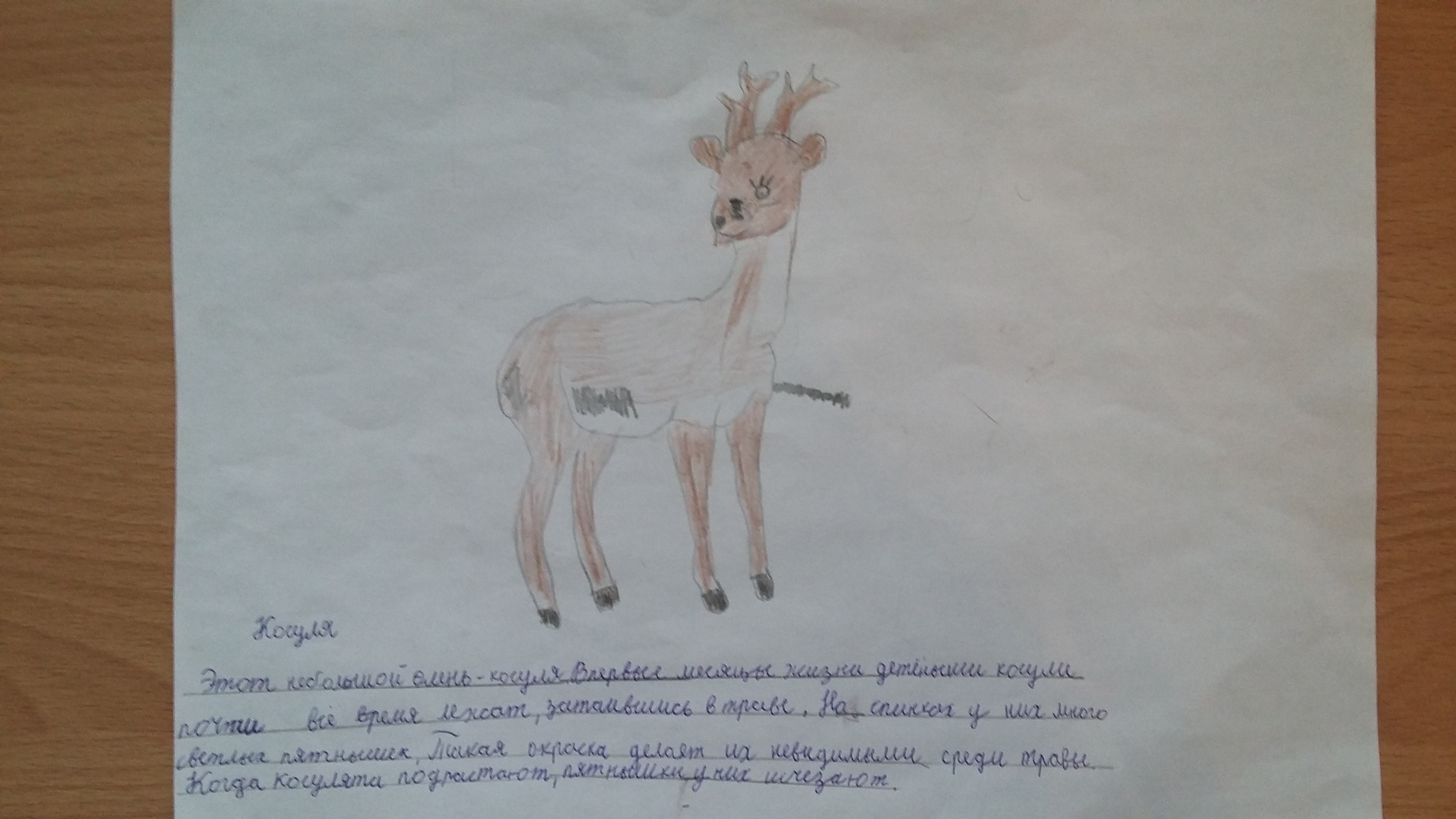Косуля