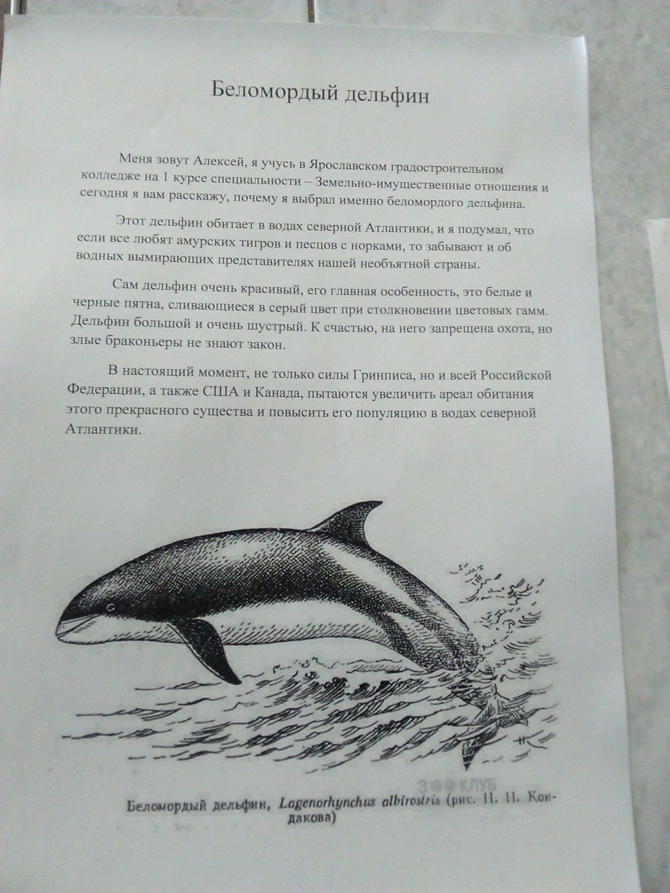 Беломордый дельфин Беломордый дельфин