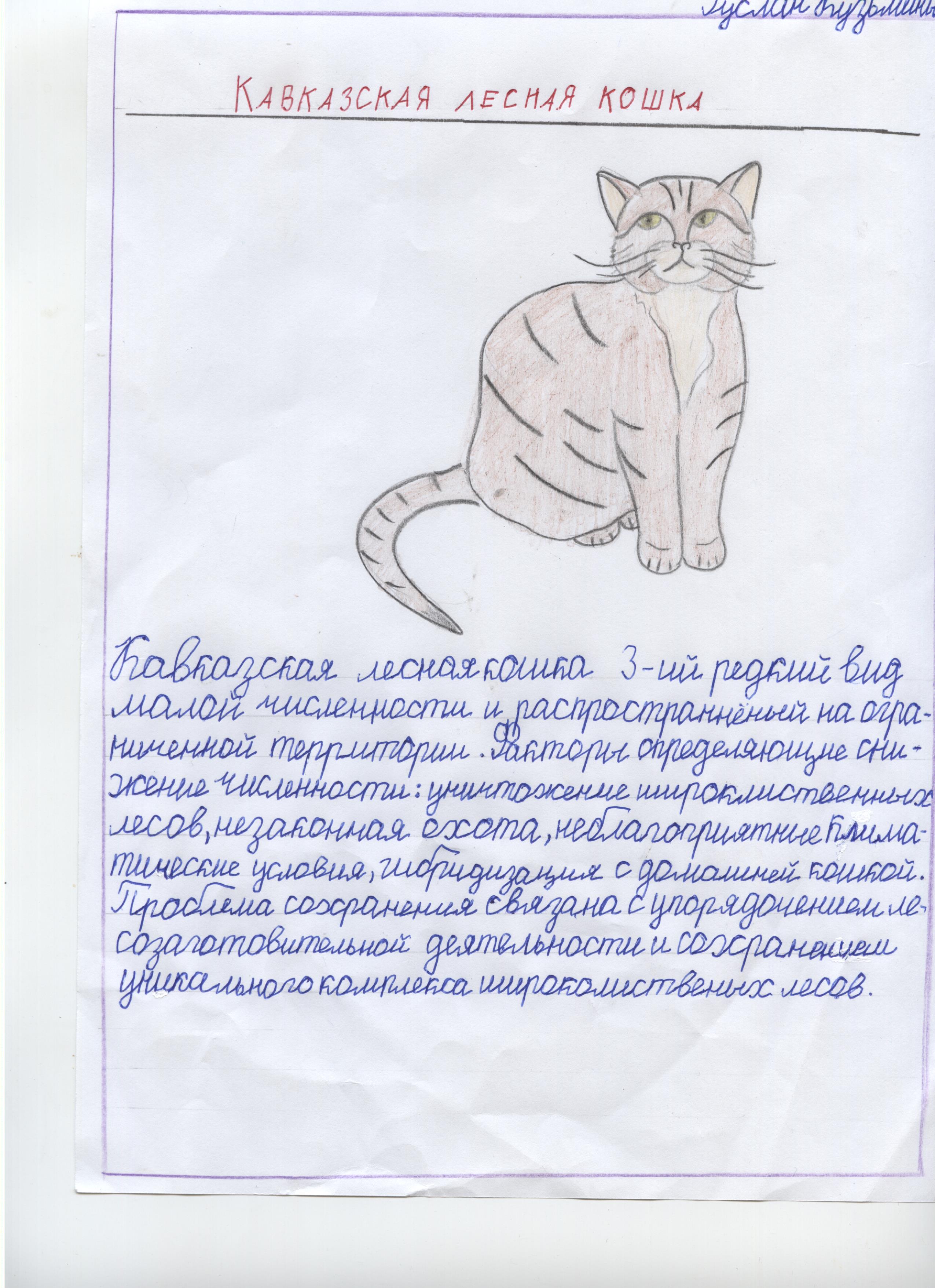 Кавказская лесная кошка Кавказская лесная кошка