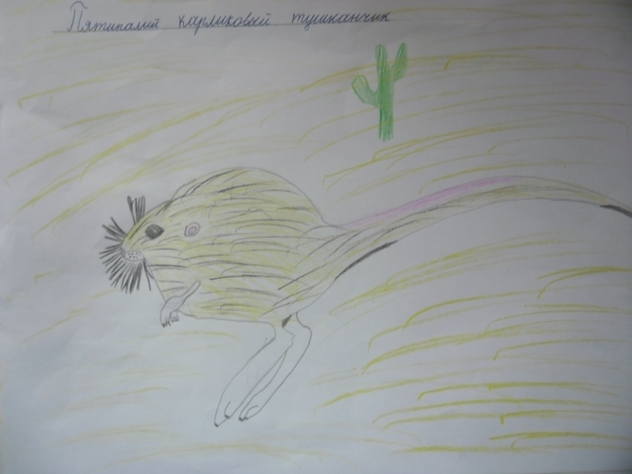 Карликовый тушканчик