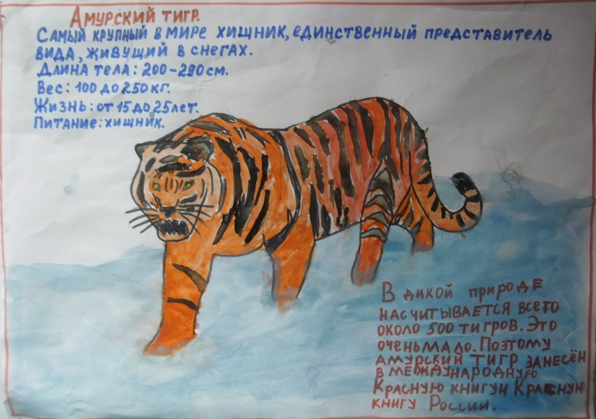 Амурский тигр Амурский тигр