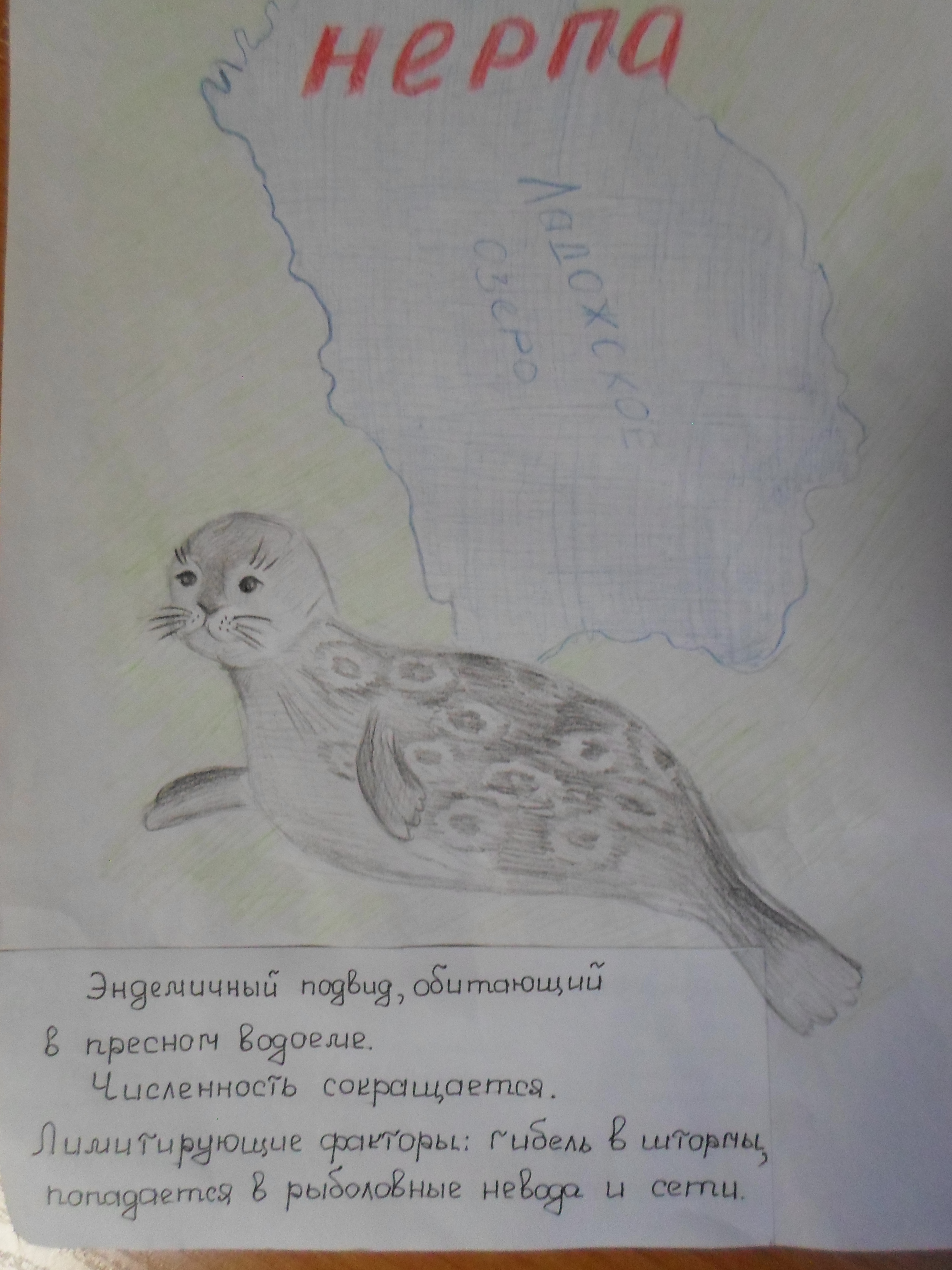 Ладожская нерпа Ладожская нерпа