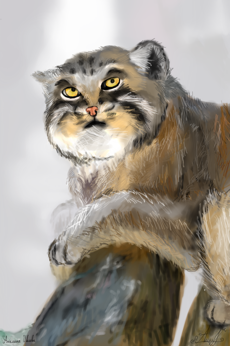 Манул(Палласов кот) Манул(Палласов кот)