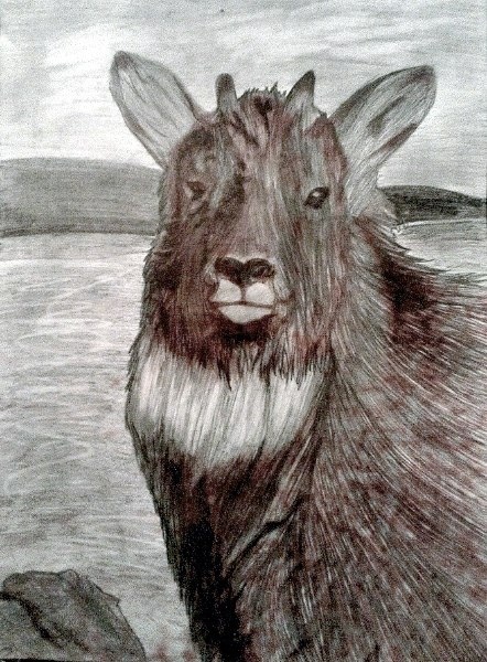 Амурский горал