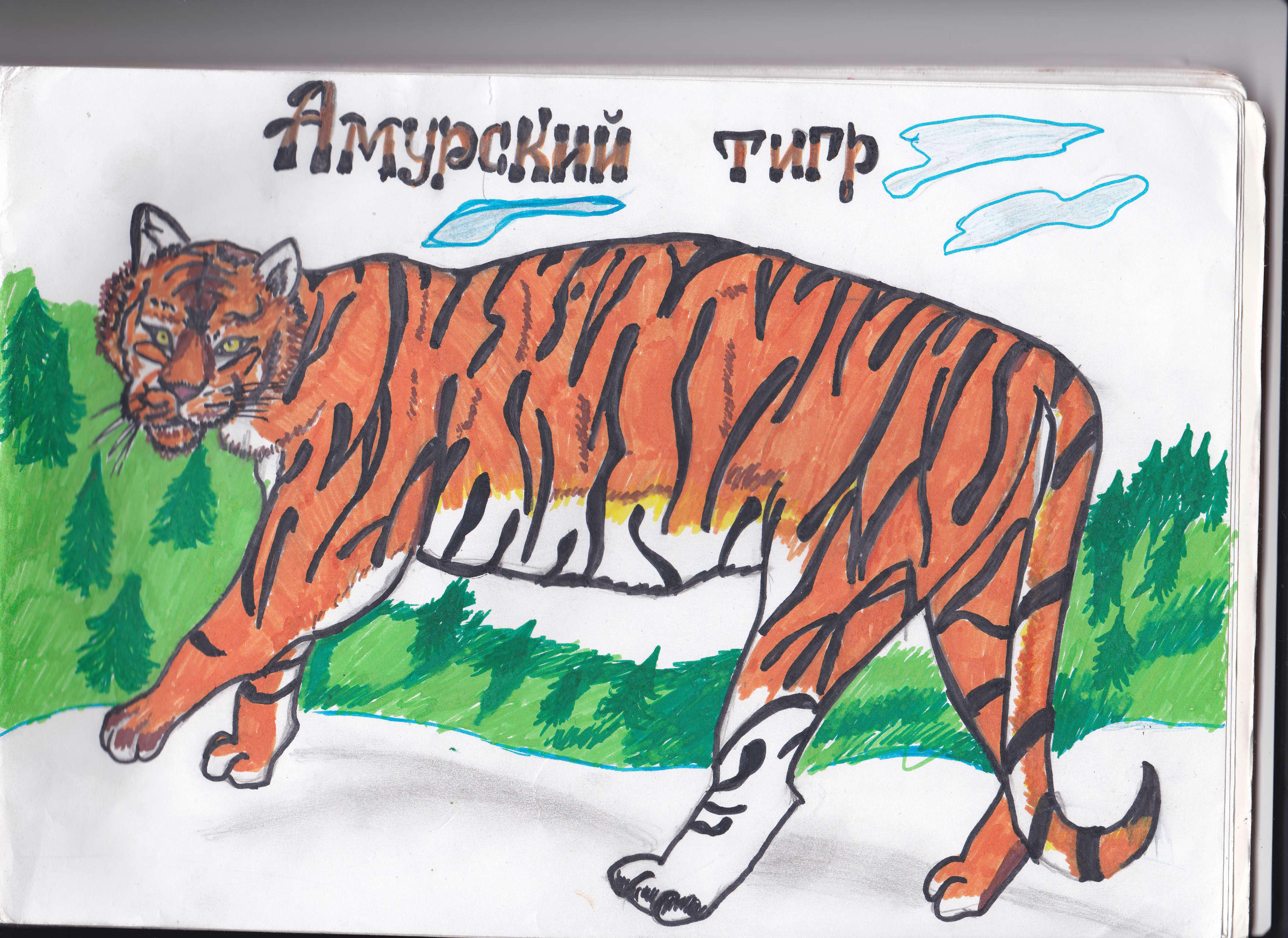 Амурский тигр
