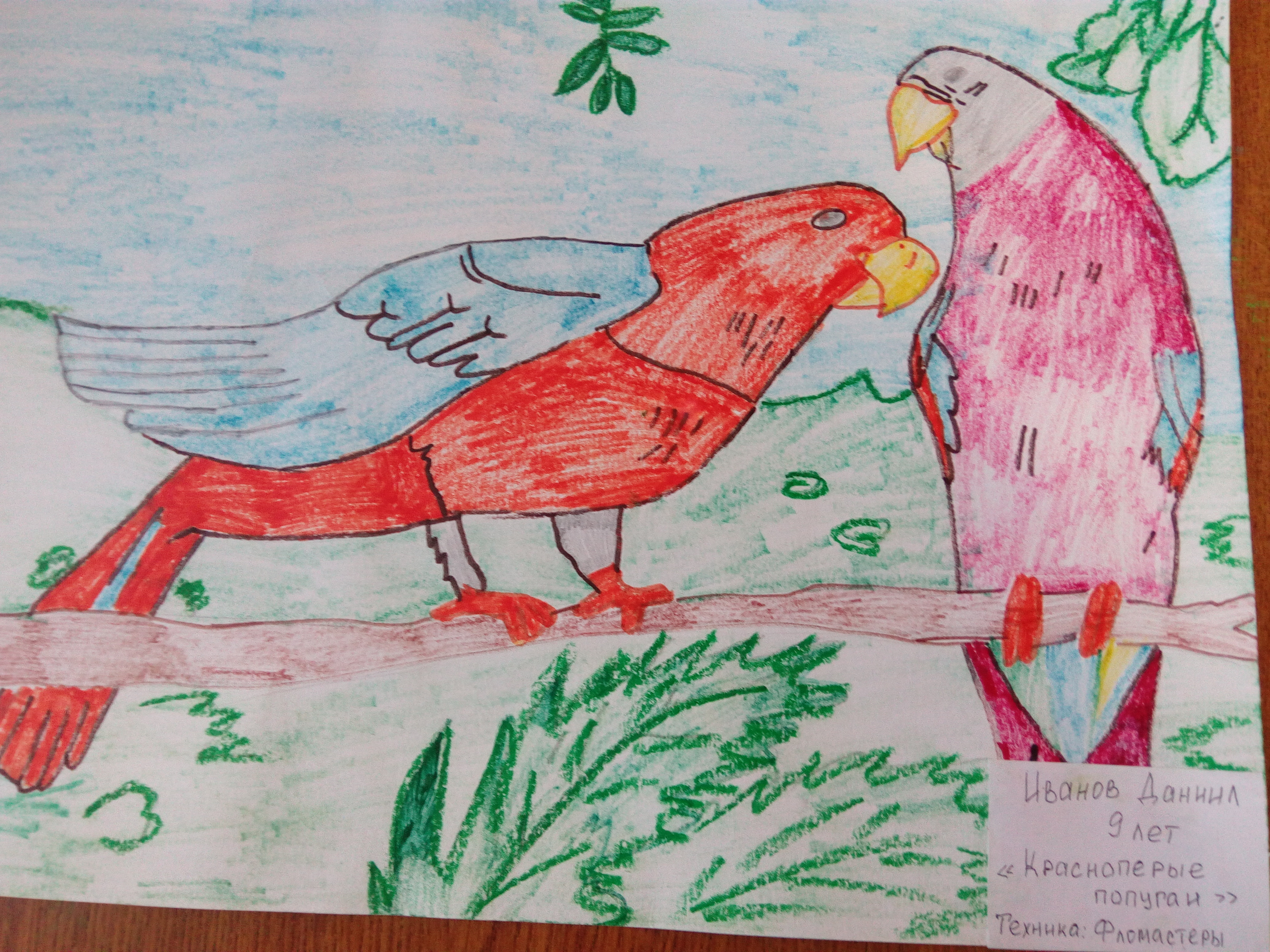 Королевские попугаи Королевские попугаи
