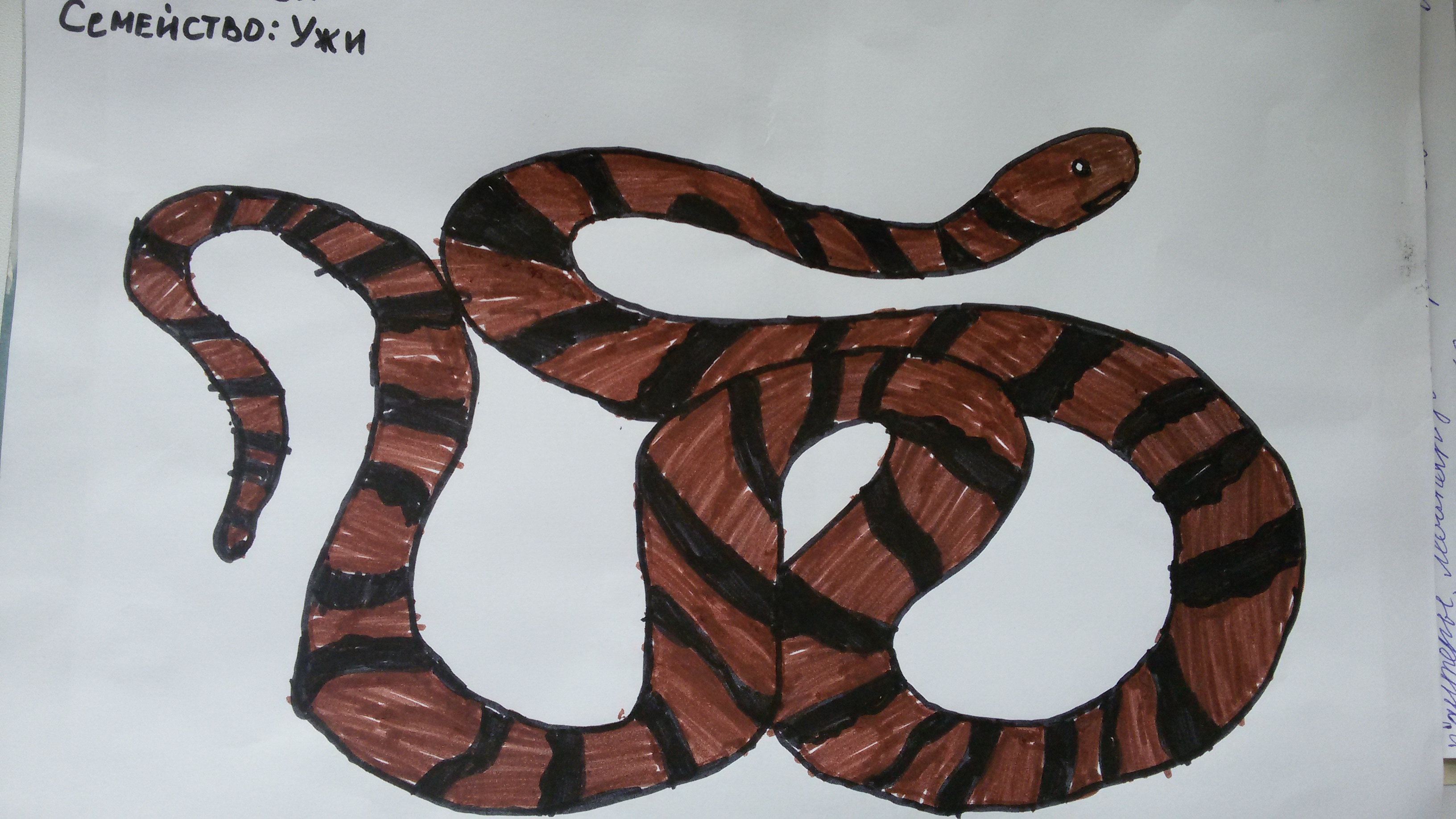 кошачья змея30