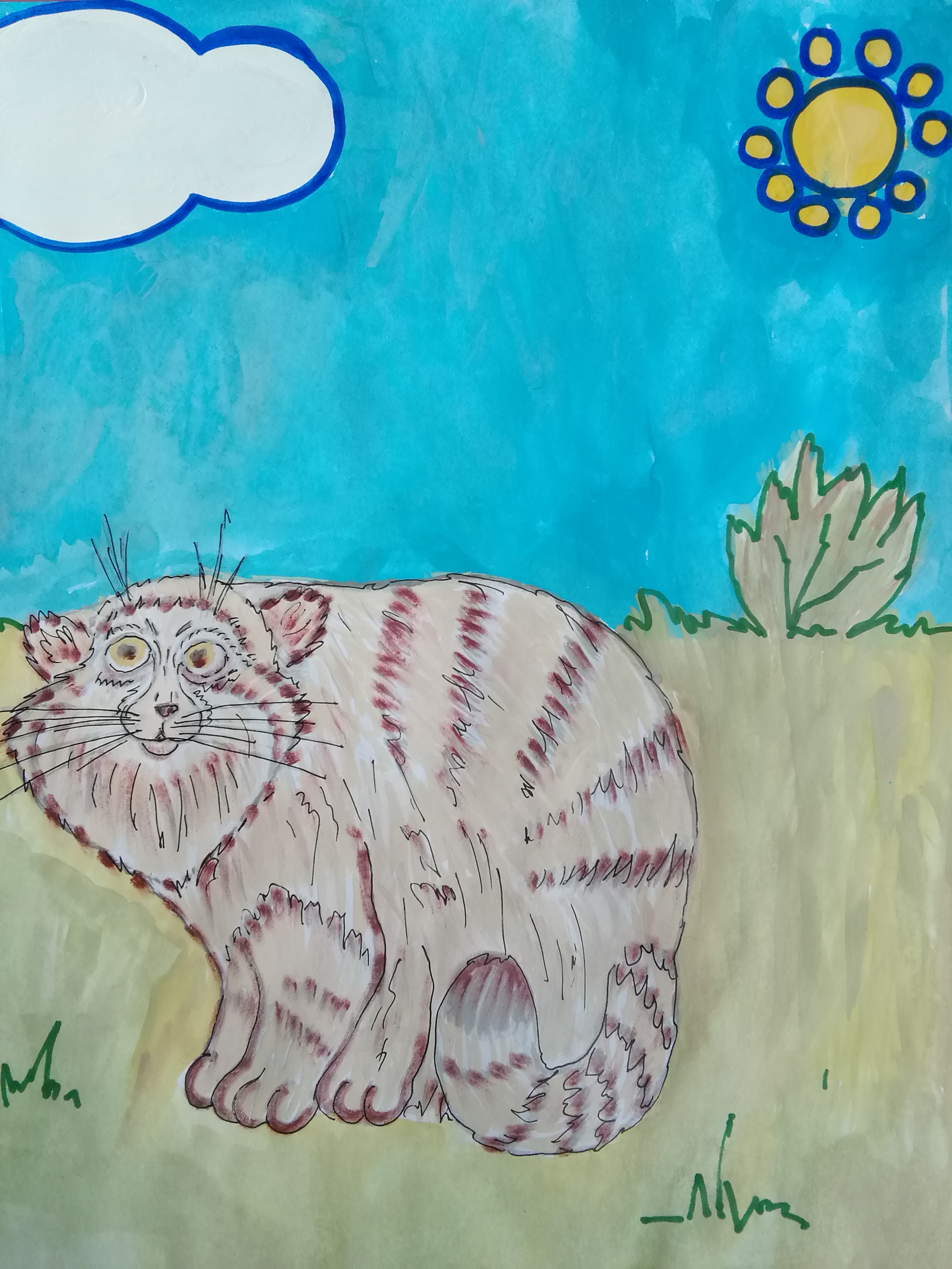 Кот манул